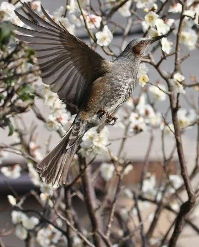 第2858回 せっかちな鳥とのんびりした鳥｜翆野 大地