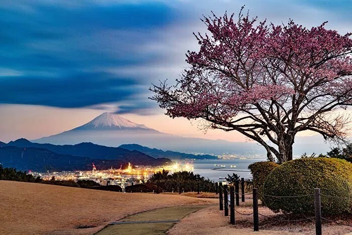 日本平ホテルの河津桜が咲きました。｜ChatGPT実務セミナ講師、かと