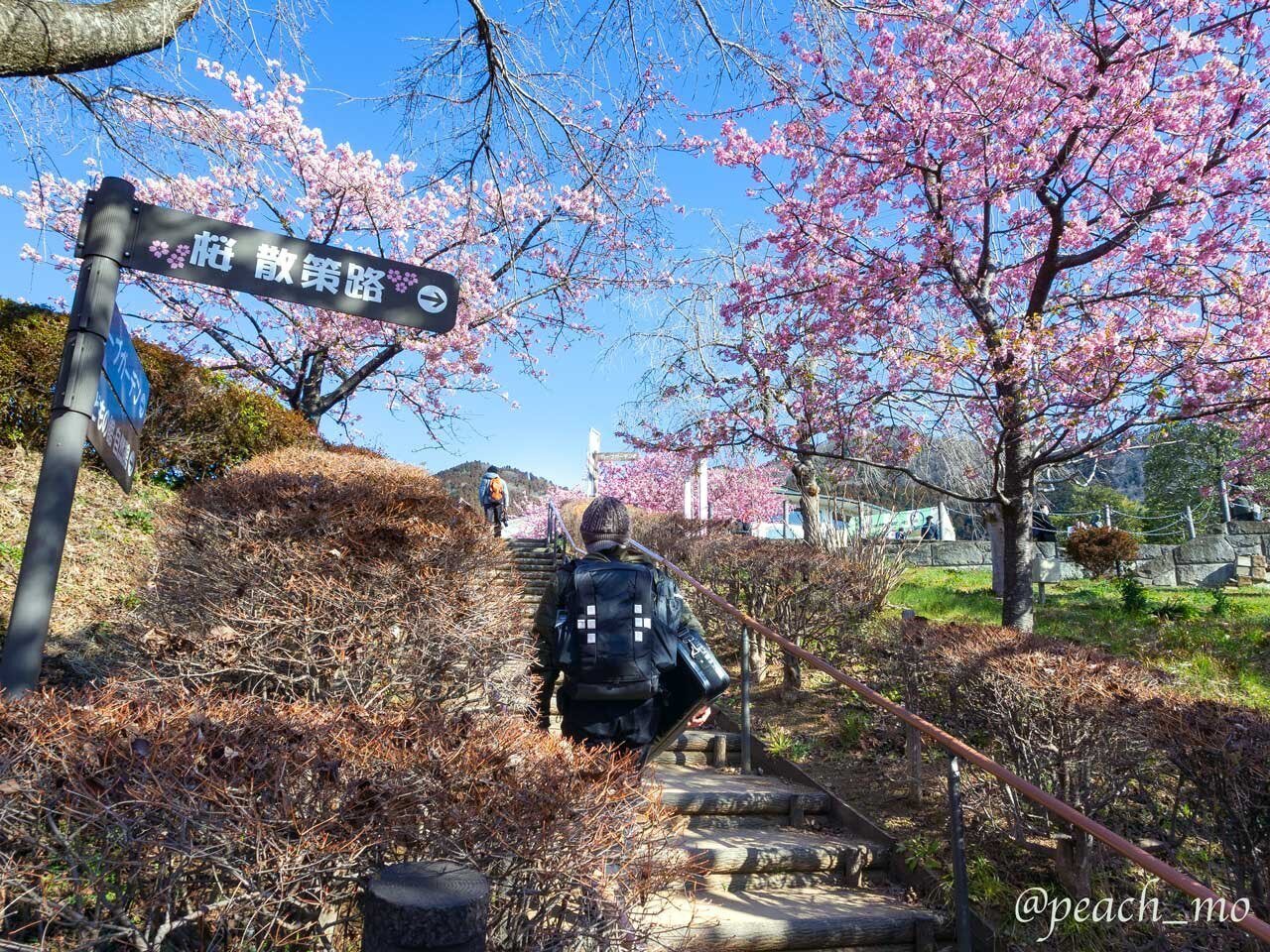 今日はあの山へ#17｜冬のお花見その3 神奈川県 松田町 西平畑公園(松田