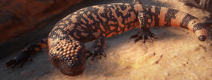 we6mZEV7piruhXq 本来とても美しいアメリカドクトカゲ。私が飼育し