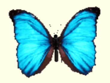 人気沸騰ブラドン 心細く & menelaus Morpho Papilio 蝶の標本 ulysses 標本