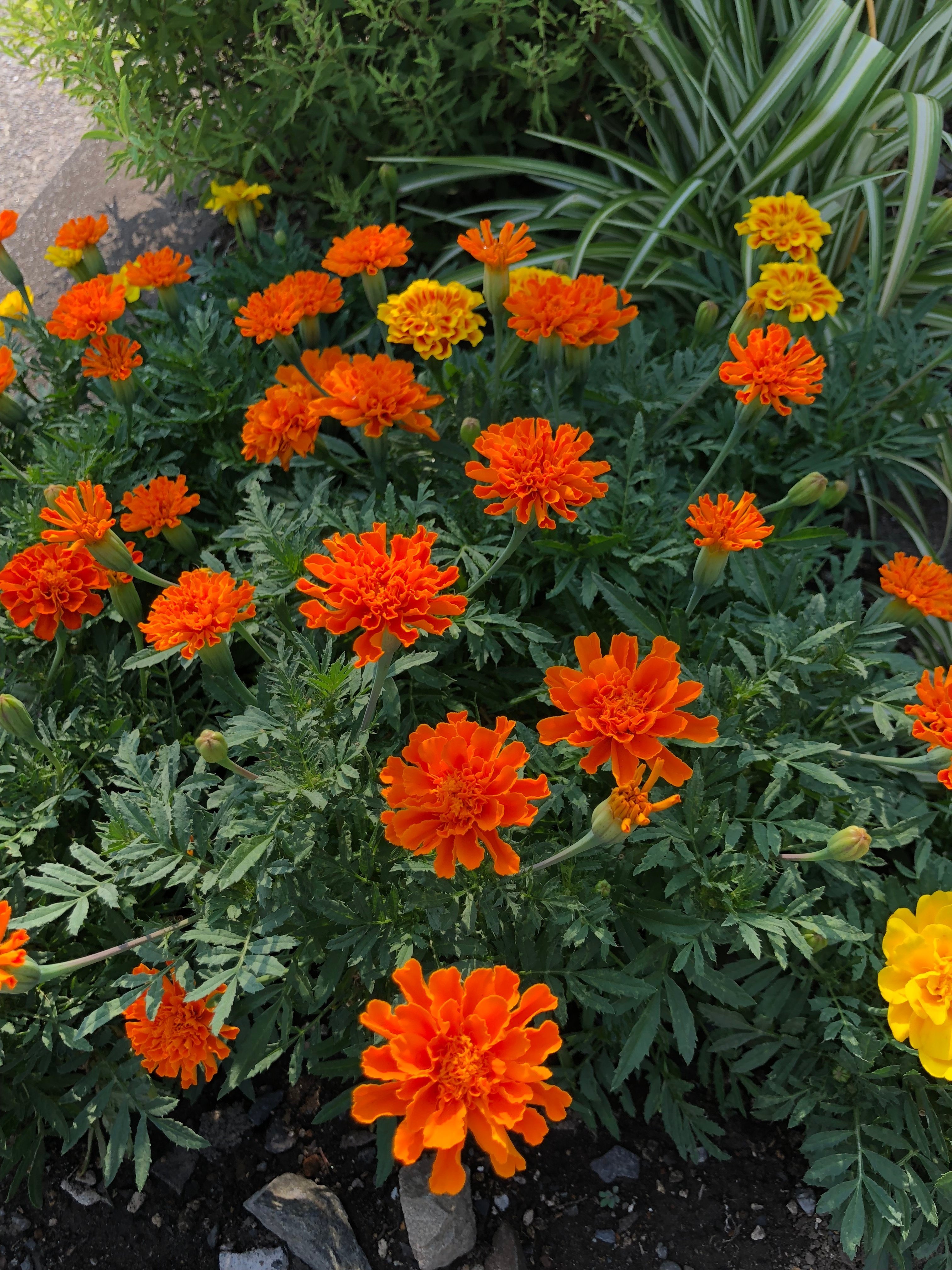 マリーゴールド #道端植物図鑑｜新井裕之（StudioA）