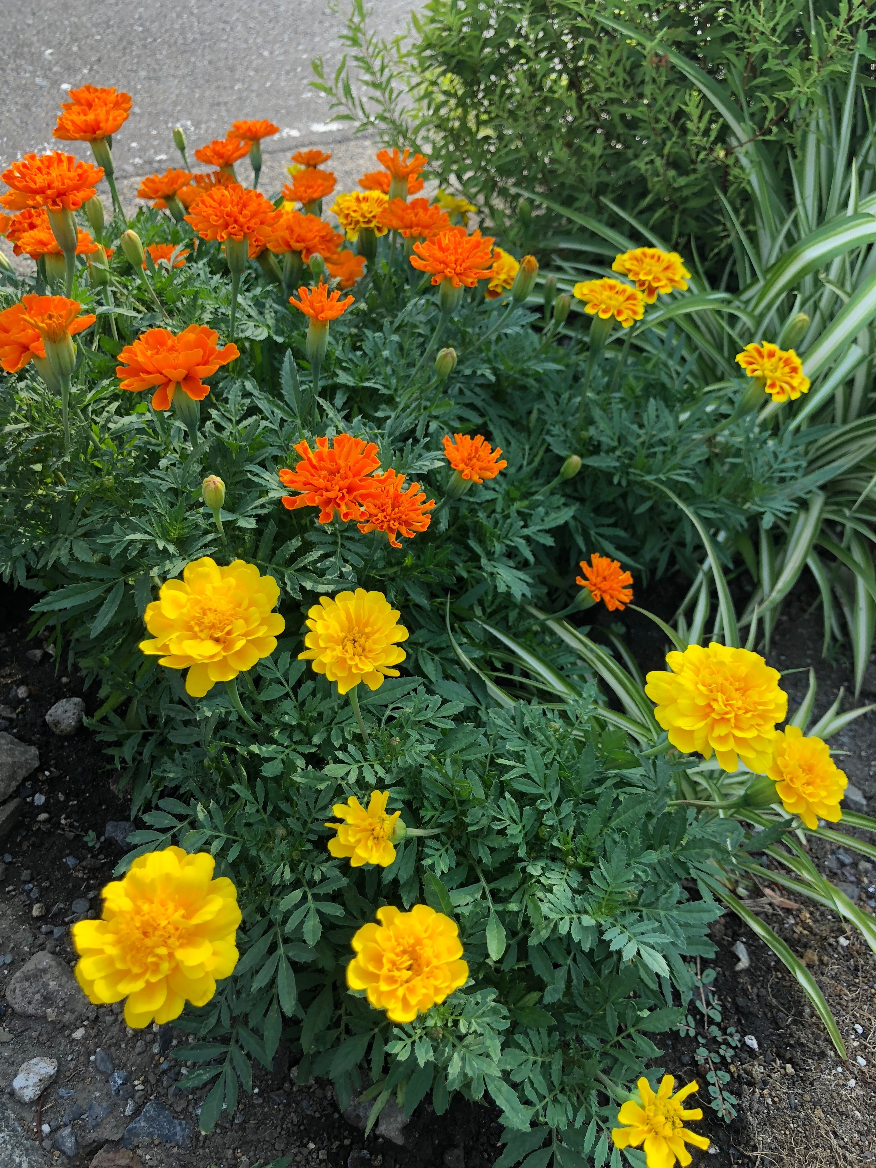 マリーゴールド #道端植物図鑑｜新井裕之（StudioA）