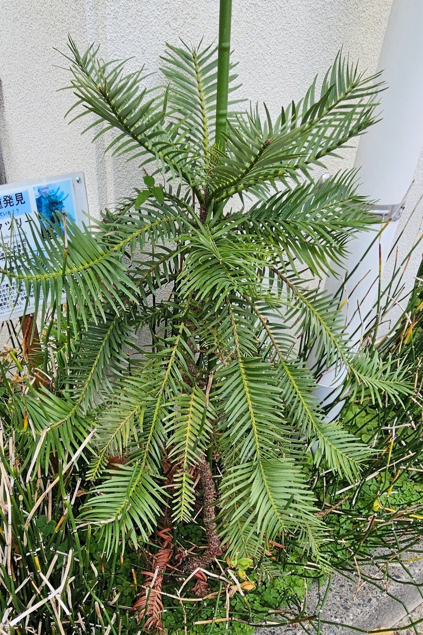 中古】 サゴヤシ 21世紀の資源植物