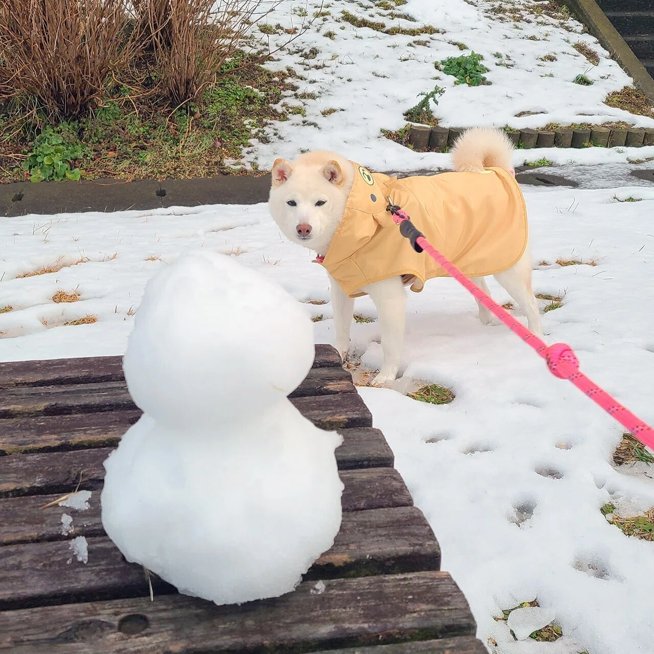 展示用　winterわんことゆきだるまちゃん　柴犬 犬ちゃんVS雪だるま｜れなっつエンタテインメント∀
