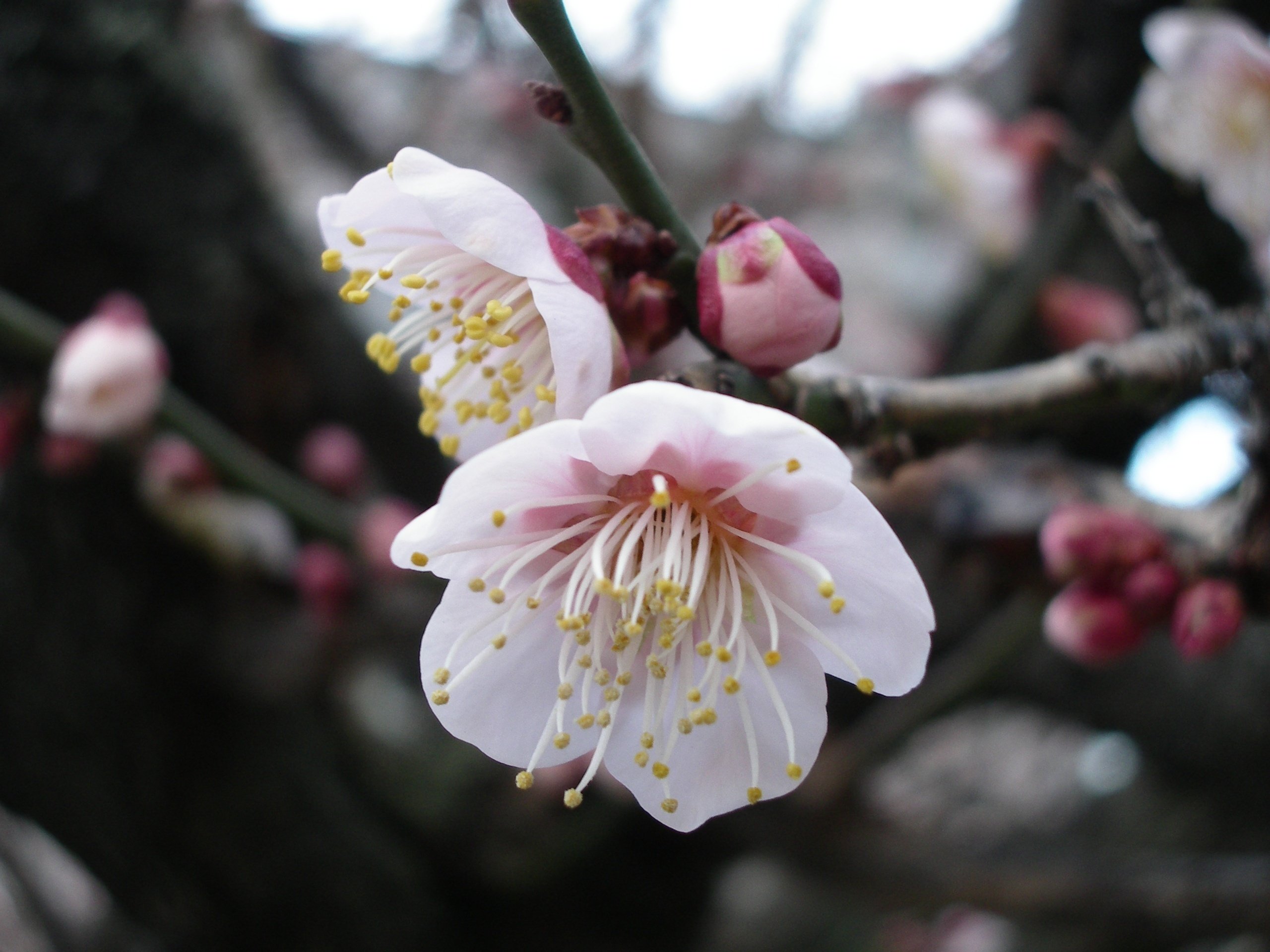 スイバルに会うも他生の縁 (PENTAX Optio X)｜夢望庵 / Mubou-an