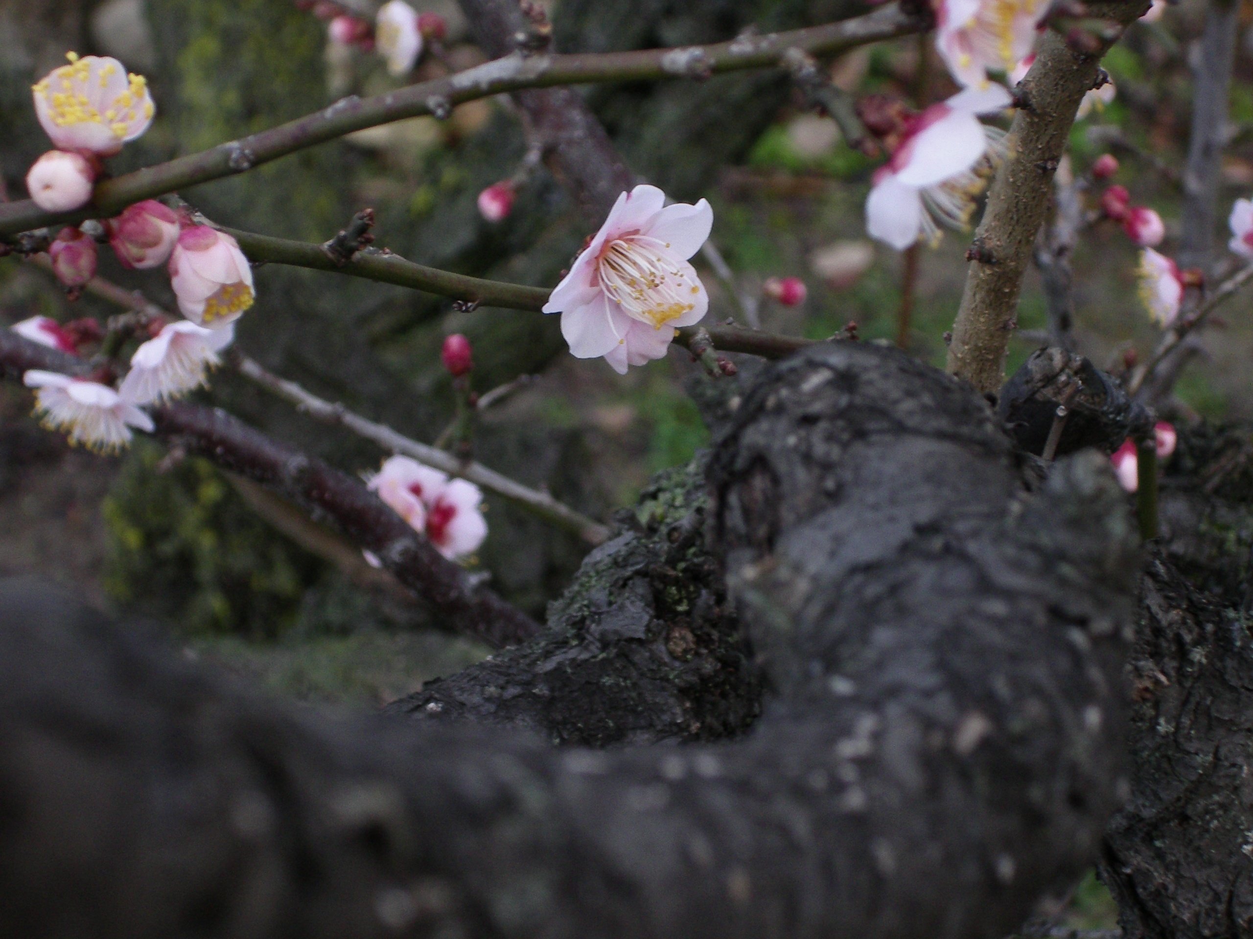 スイバルに会うも他生の縁 (PENTAX Optio X)｜夢望庵 / Mubou-an