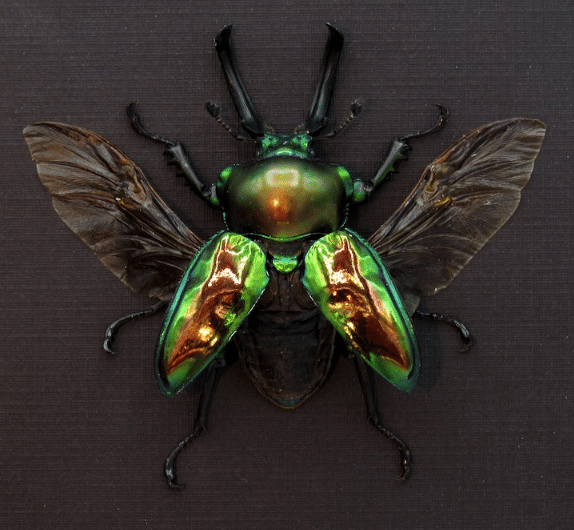 七色に輝く世界一美しいクワガタ：ニジイロクワガタの色彩進化の秘密