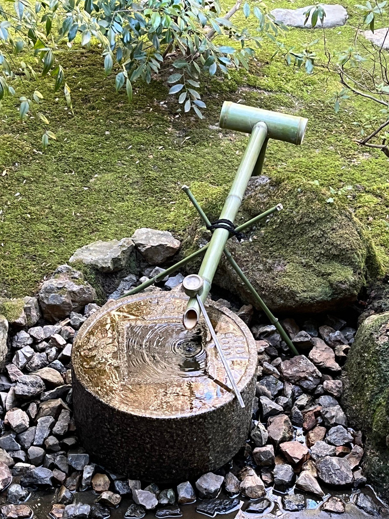 石は何個？の龍安寺石庭｜Pflanzenjäger