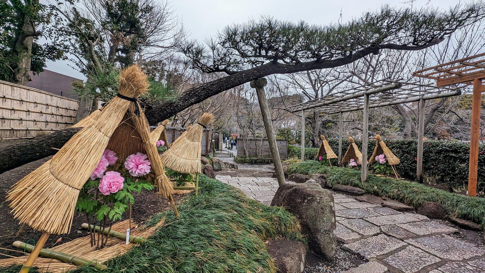 鎌倉｢鶴岡八幡宮の冬ぼたん 2024｣【四季折々の花、草木】〈名所編 その