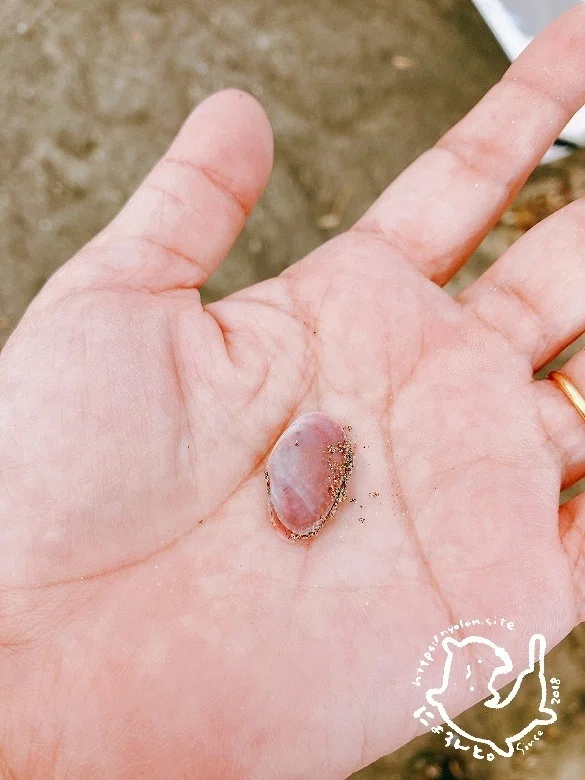 陶片にシーグラス、タカラガイに馬の歯の骨みたび！?鎌倉・坂ノ下海岸