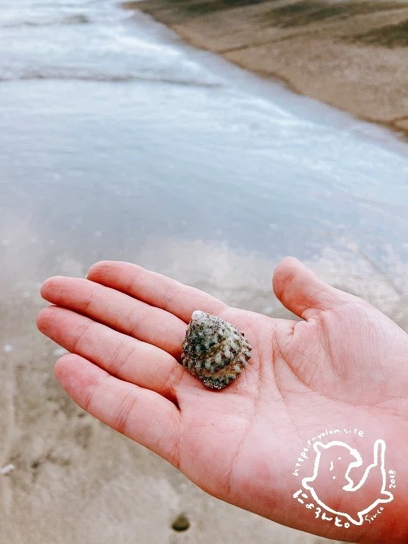 陶片にシーグラス、タカラガイに馬の歯の骨みたび！?鎌倉・坂ノ下海岸