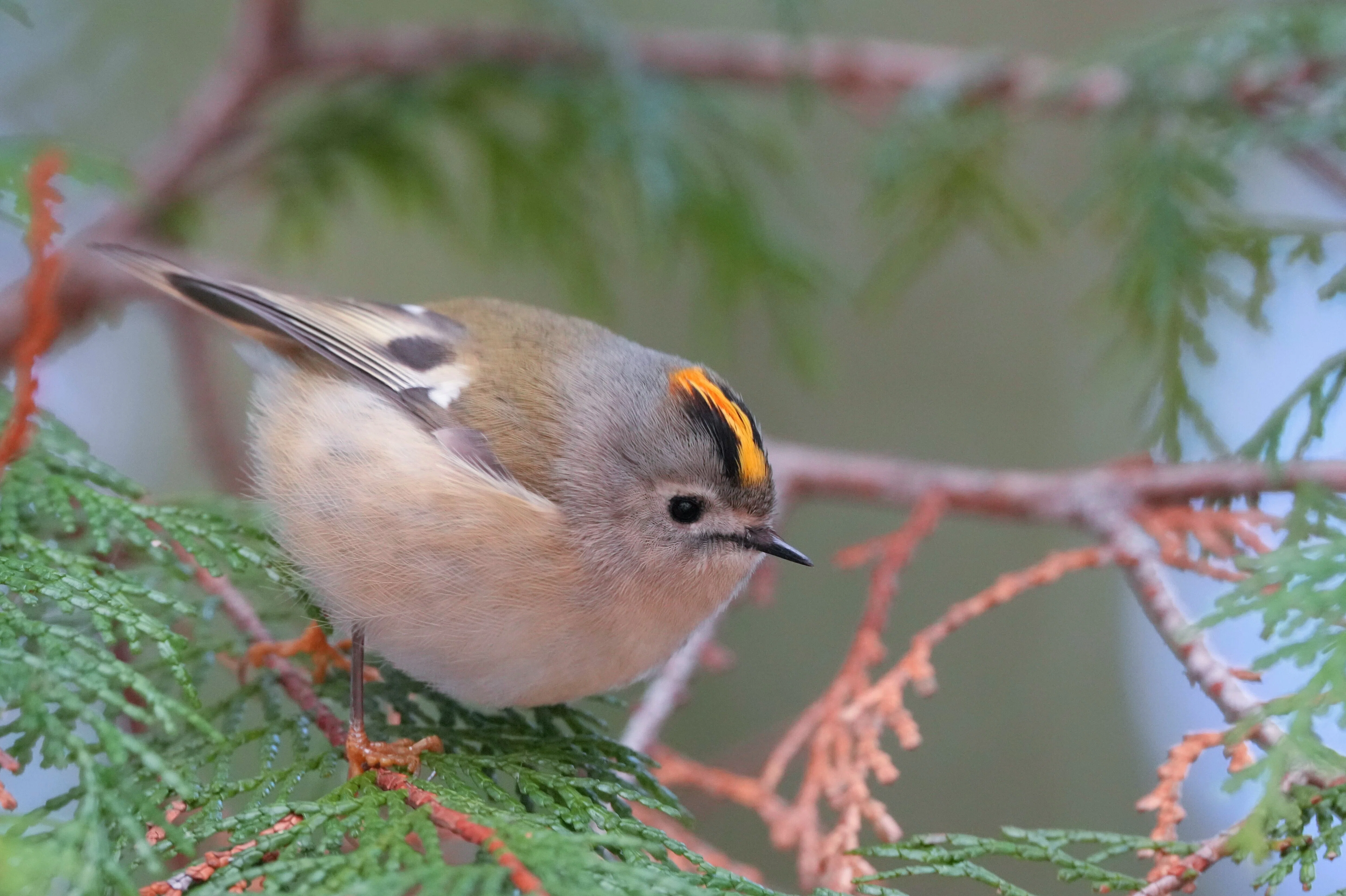 今日も鳥撮り散歩🚶キクイタダキ🏵️ルリビタキ🐦など📷｜めい