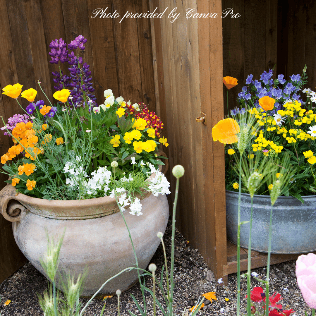 冬の寄せ植えの手直しと鉢物の管理｜Cat rose 「ガーデニングブログ