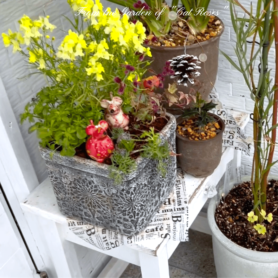 冬の寄せ植えの手直しと鉢物の管理｜Cat rose 「ガーデニングブログ