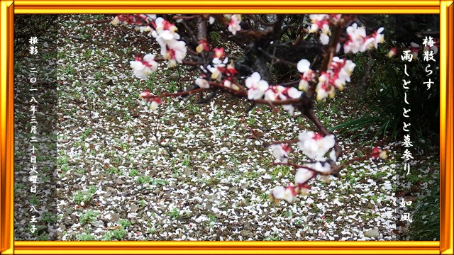 2018/03/20 梅散らす雨しとしとと墓参り 如風|稲森如風
