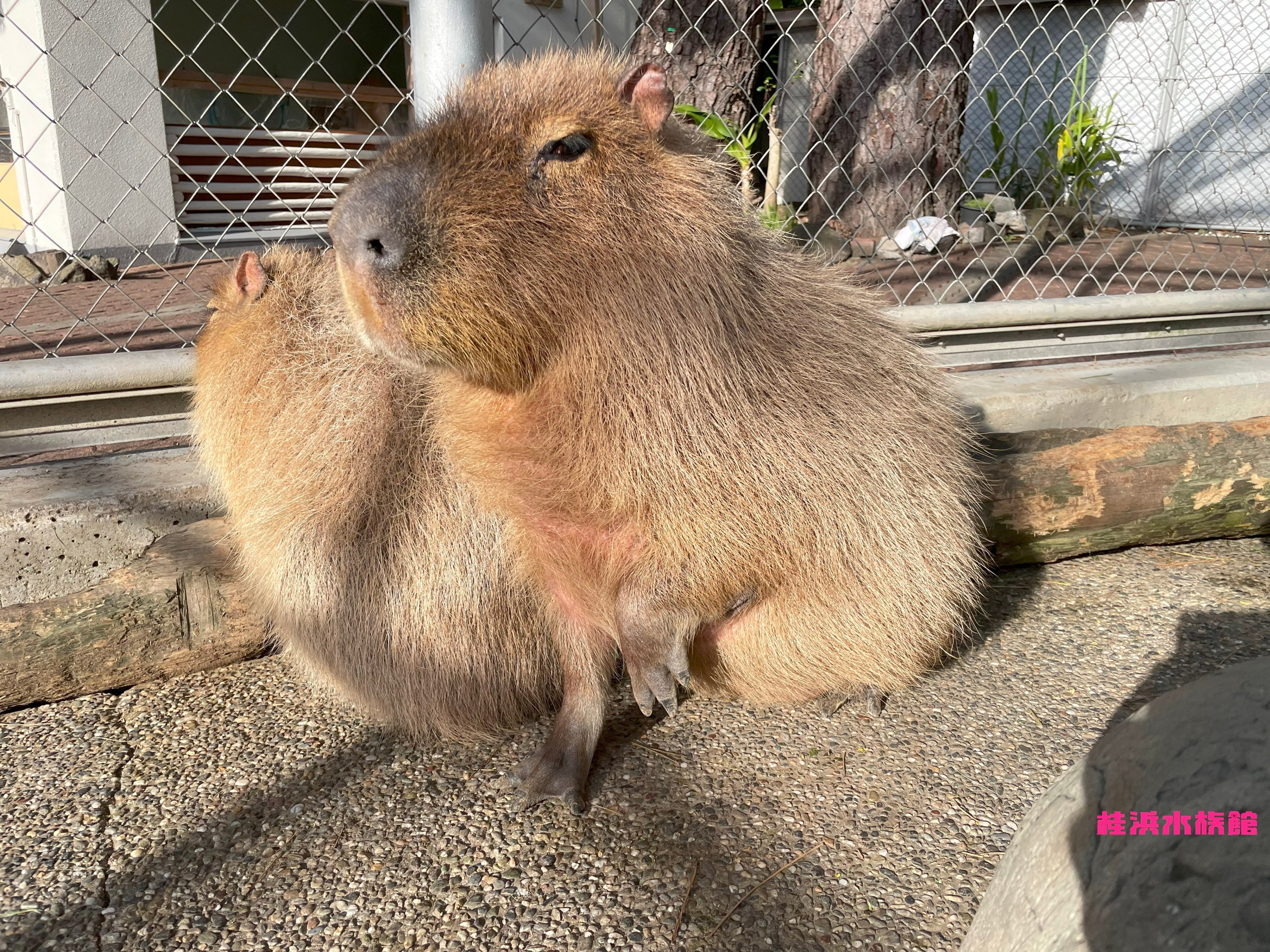 あなたはどうしてこの場所に？｜桂浜水族館 公式