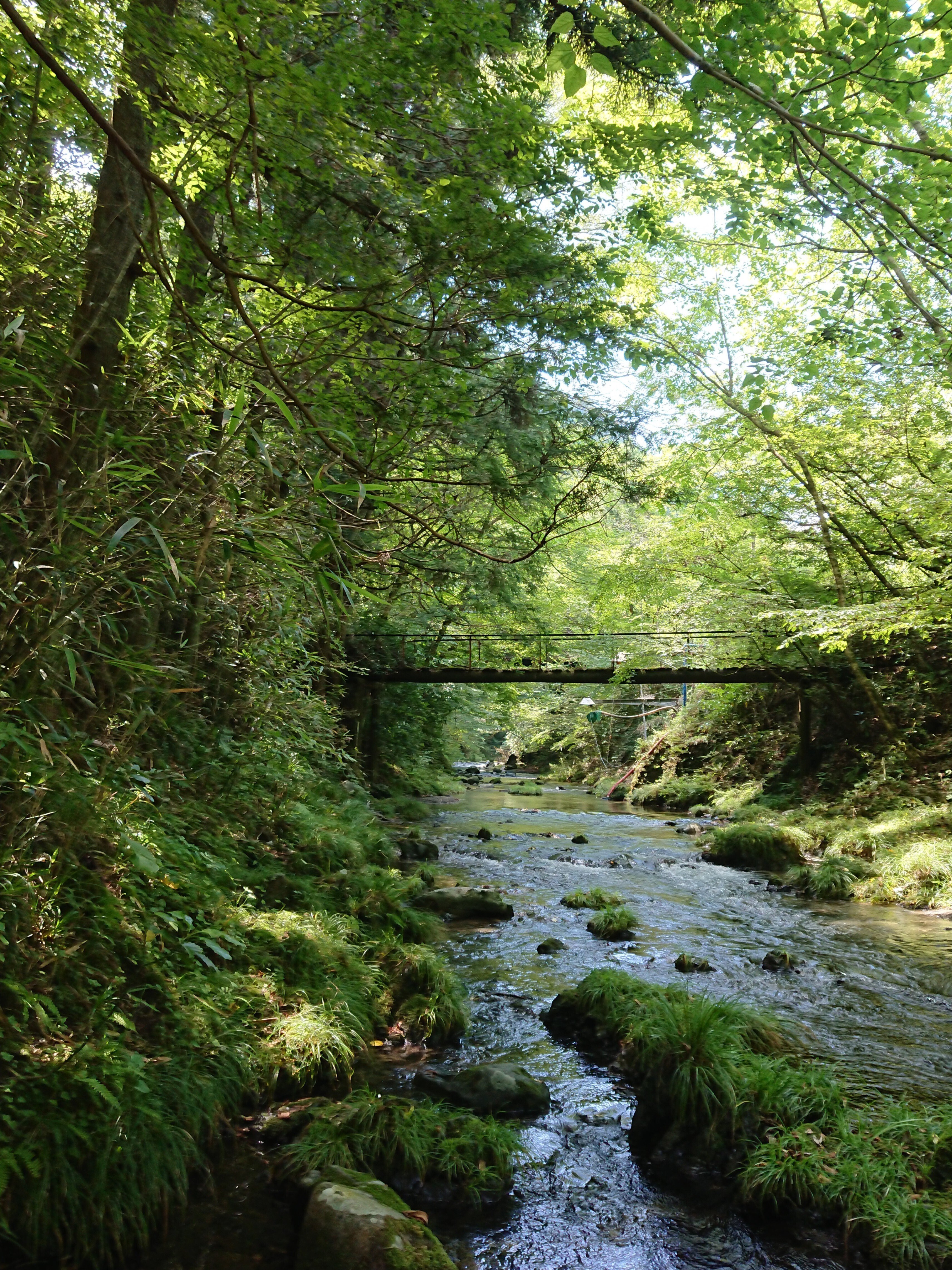 マイナスイオンを森で感じよう｜なおき@世界を旅する大学生
