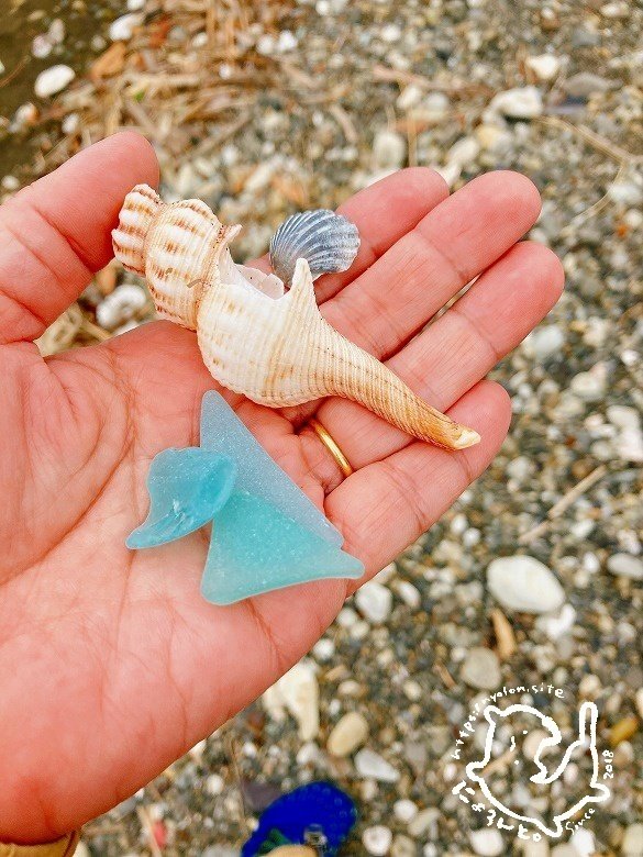 サンゴ、貝殻、シーグラス(29) サンゴ、貝殻、シーグラス(29) サンゴ、貝殻、シーグラス(29)