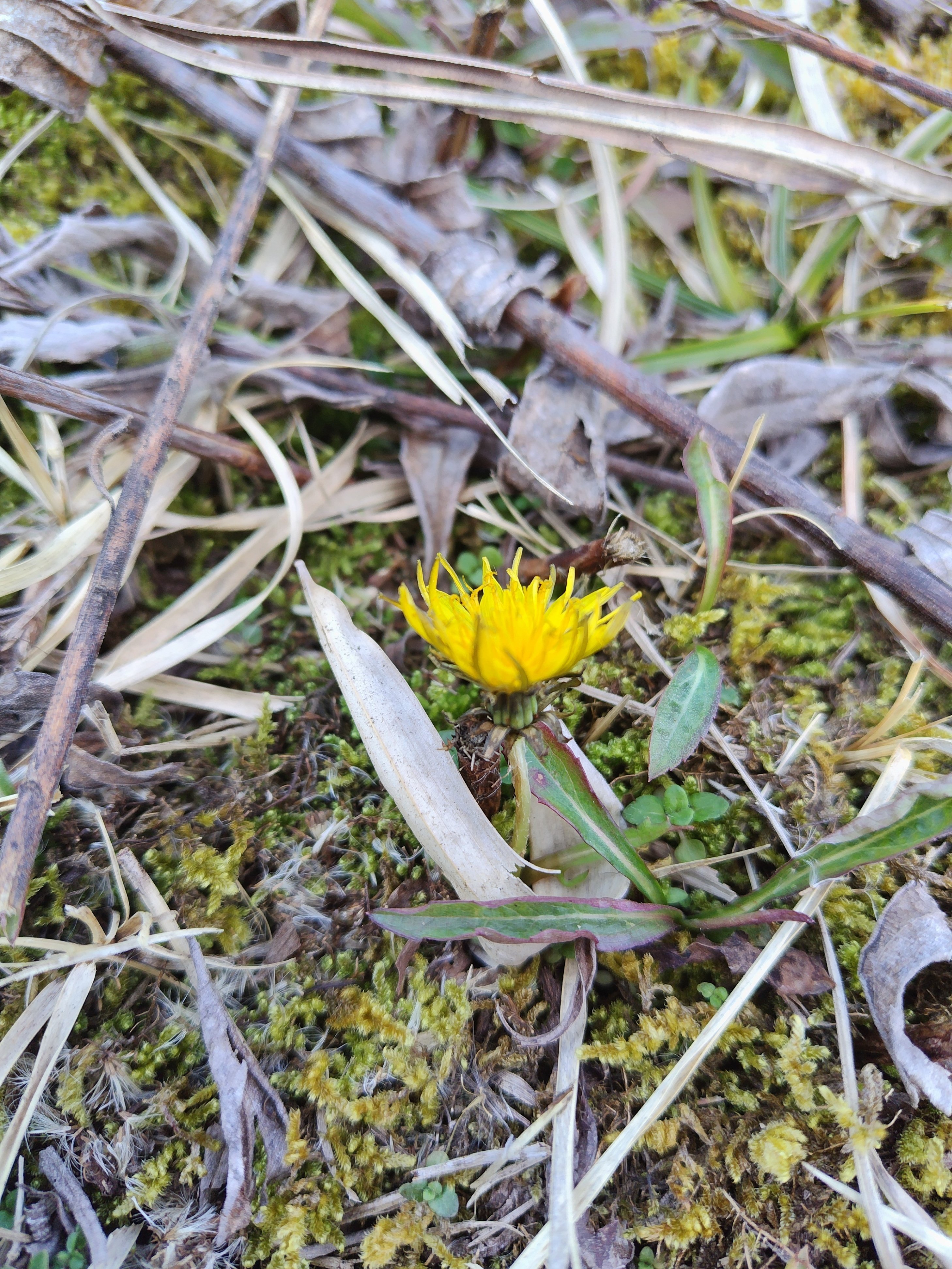 生物教師の植物日記「タンポポ調査・2025高知県」｜うらちゃん｜ICTが