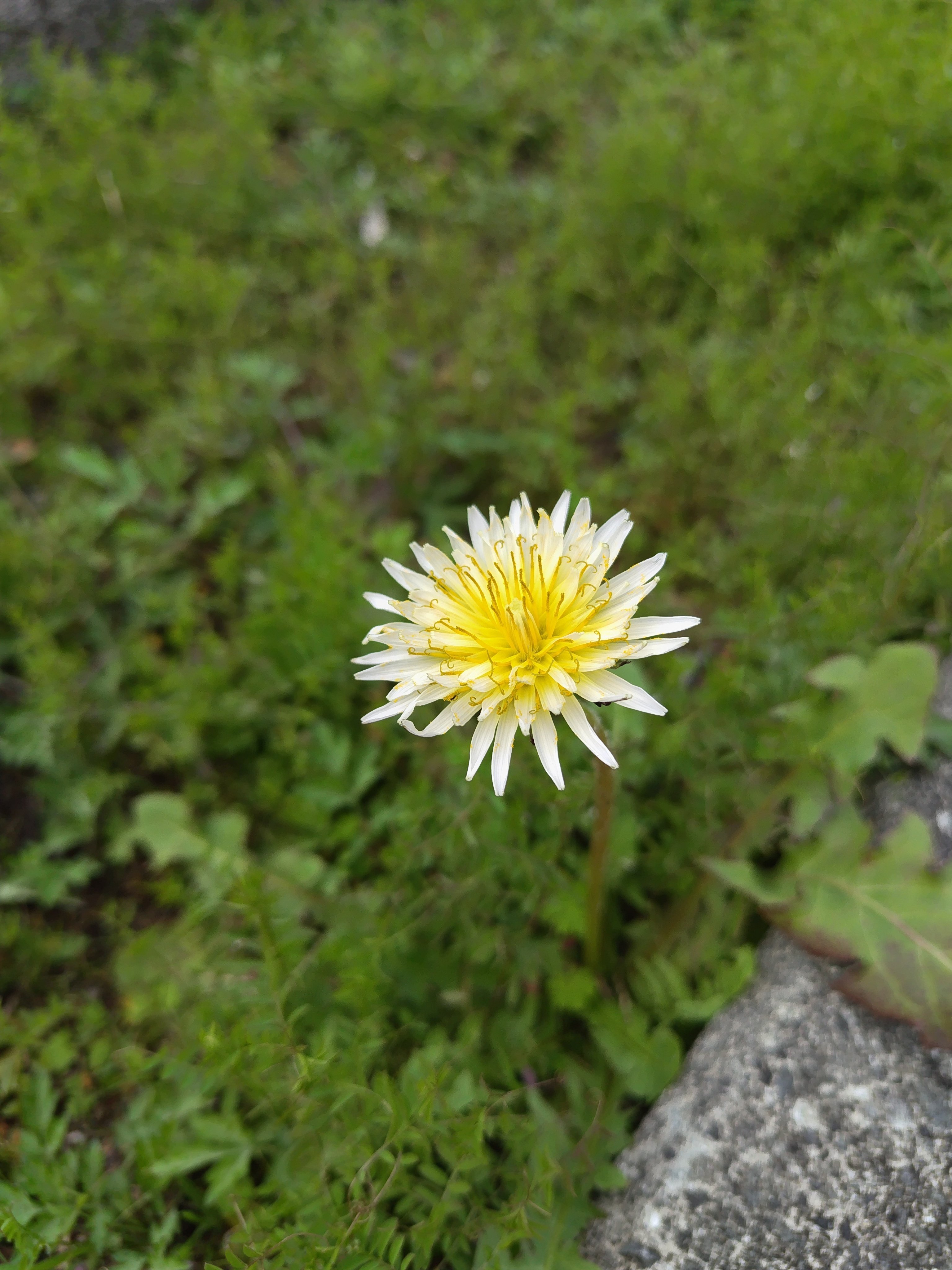 生物教師の植物日記「タンポポ調査・2025高知県」｜うらちゃん｜ICTが
