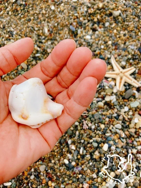 岩場で拾える貝殻とちっちゃなシーグラスと陶片！立石海岸で