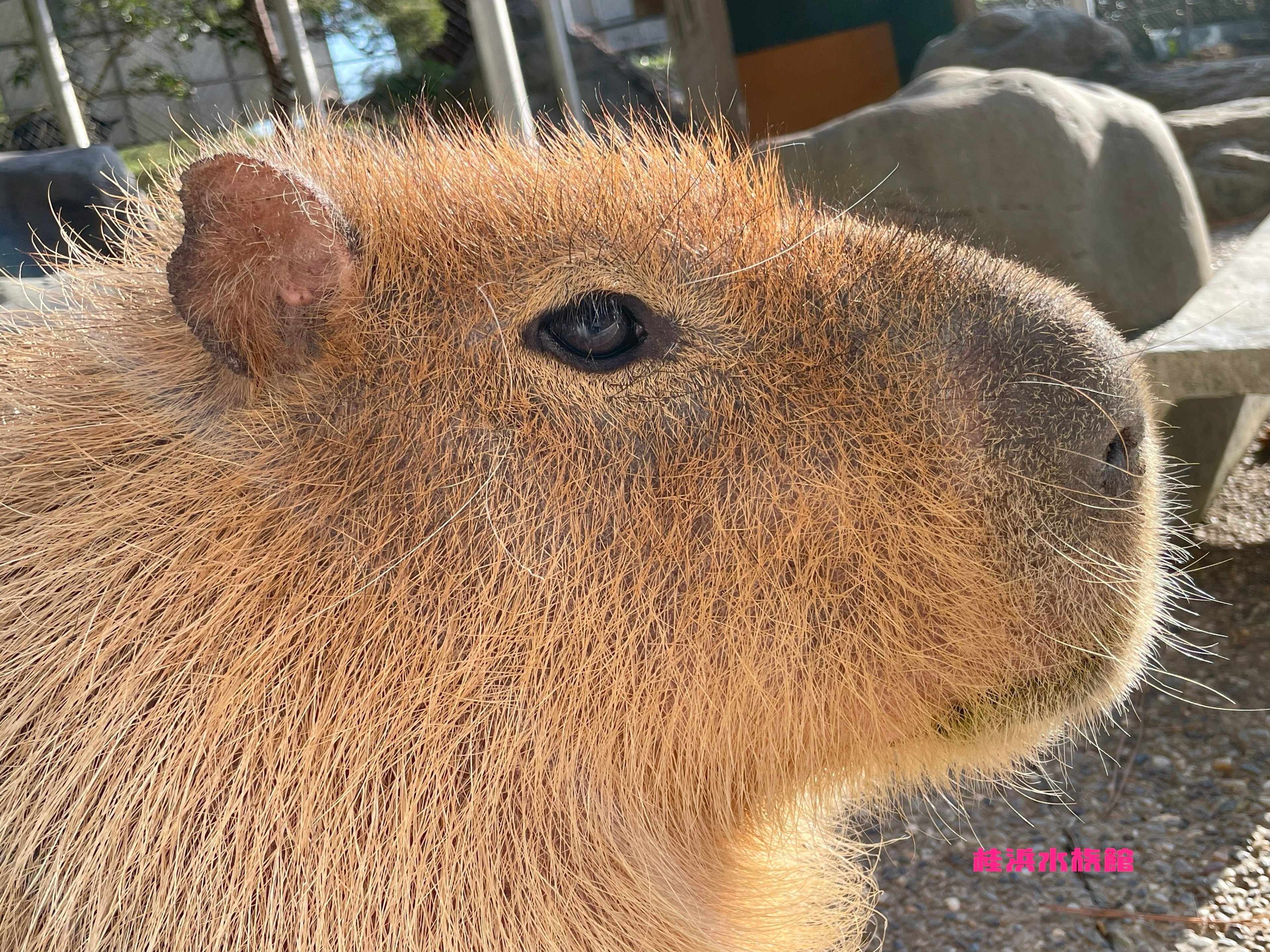 あなたはどうしてこの場所に？｜桂浜水族館 公式