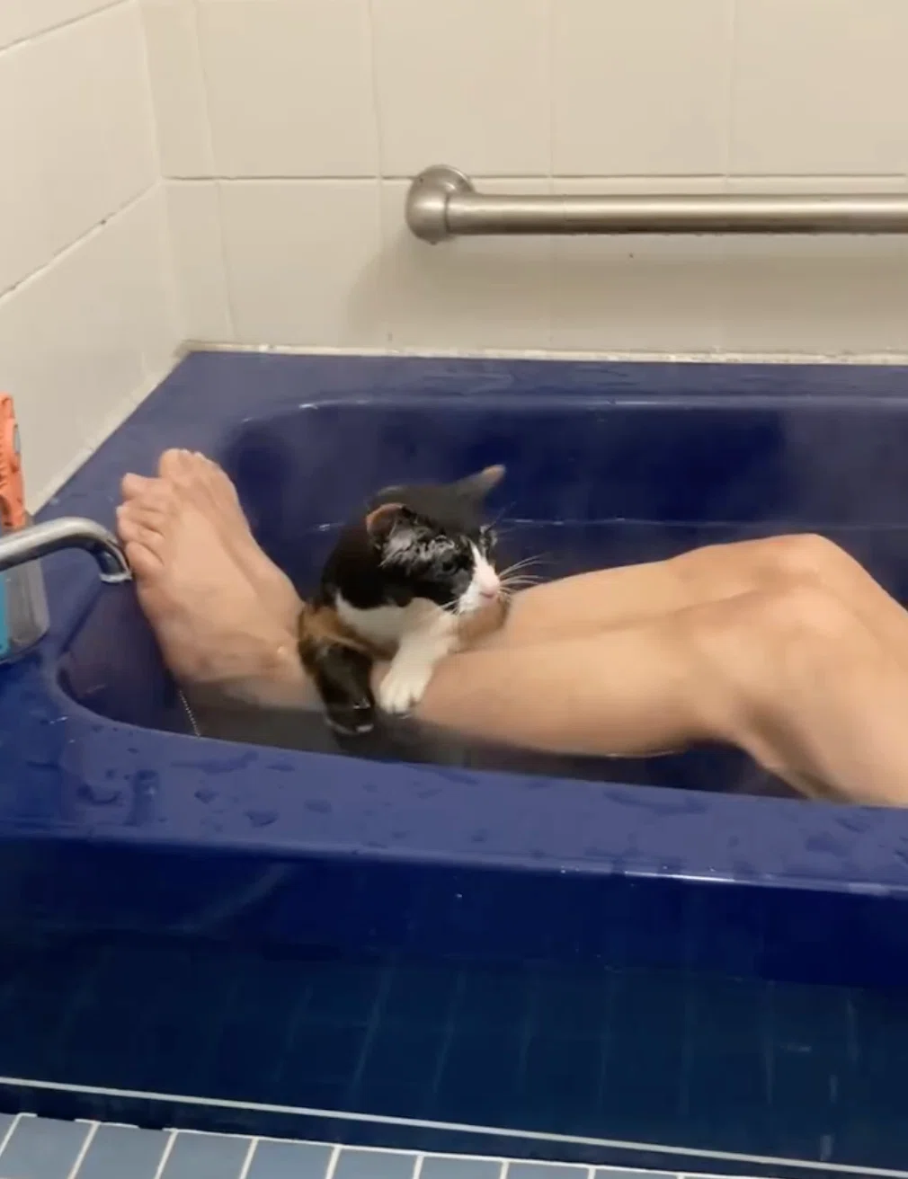 お風呂に入るのが大好きな三毛猫のチコちゃん、お湯に浸かっている姿が