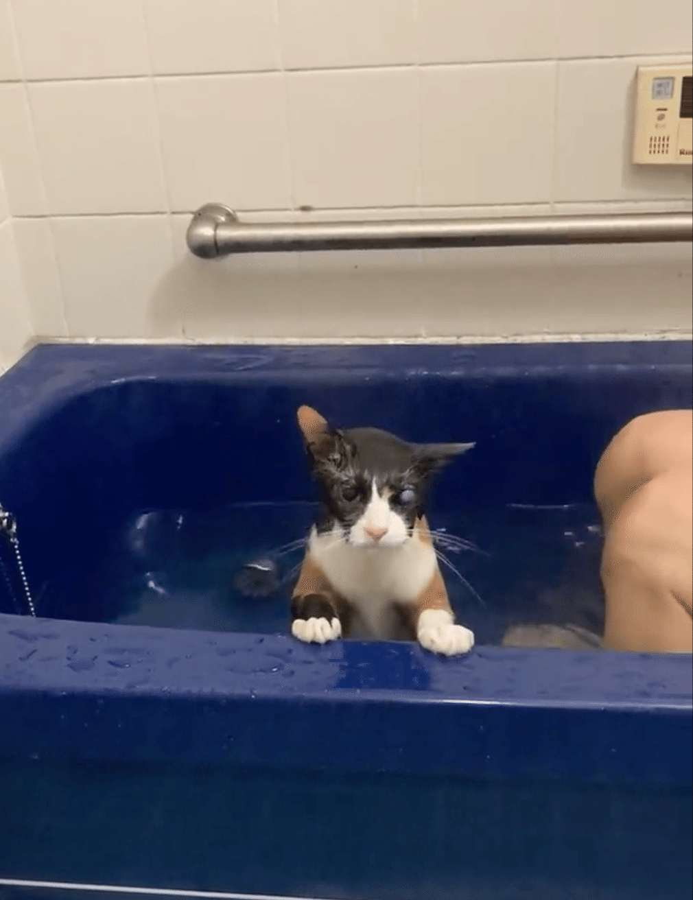 お風呂に入るのが大好きな三毛猫のチコちゃん、お湯に浸かっている姿が