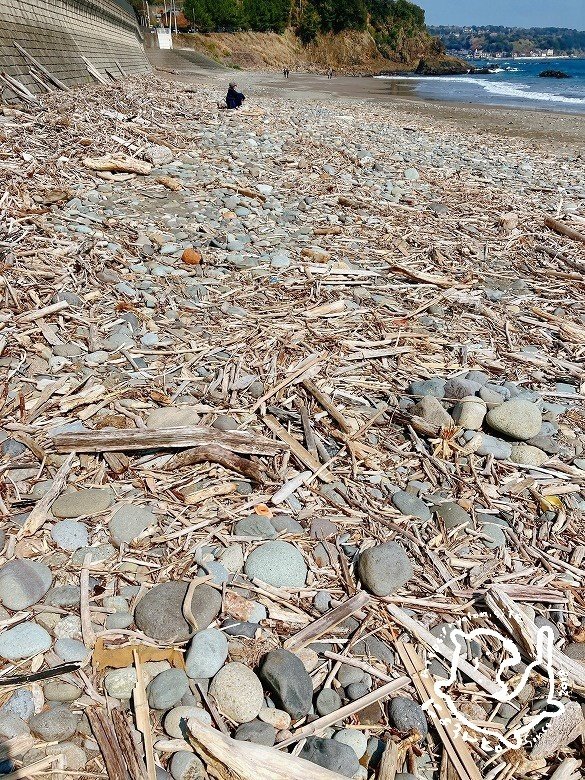 地元の海から取れました少し大きめの流木です！