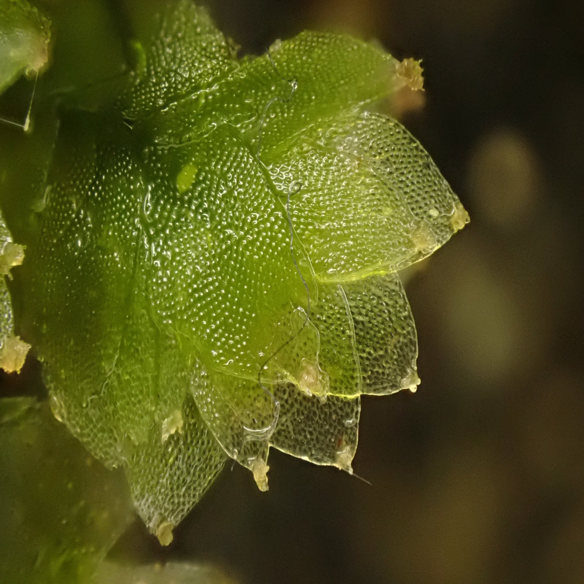 ミドリコケビョウタケ（緑苔鋲茸）Mniaecia jungermanniae きのこびと