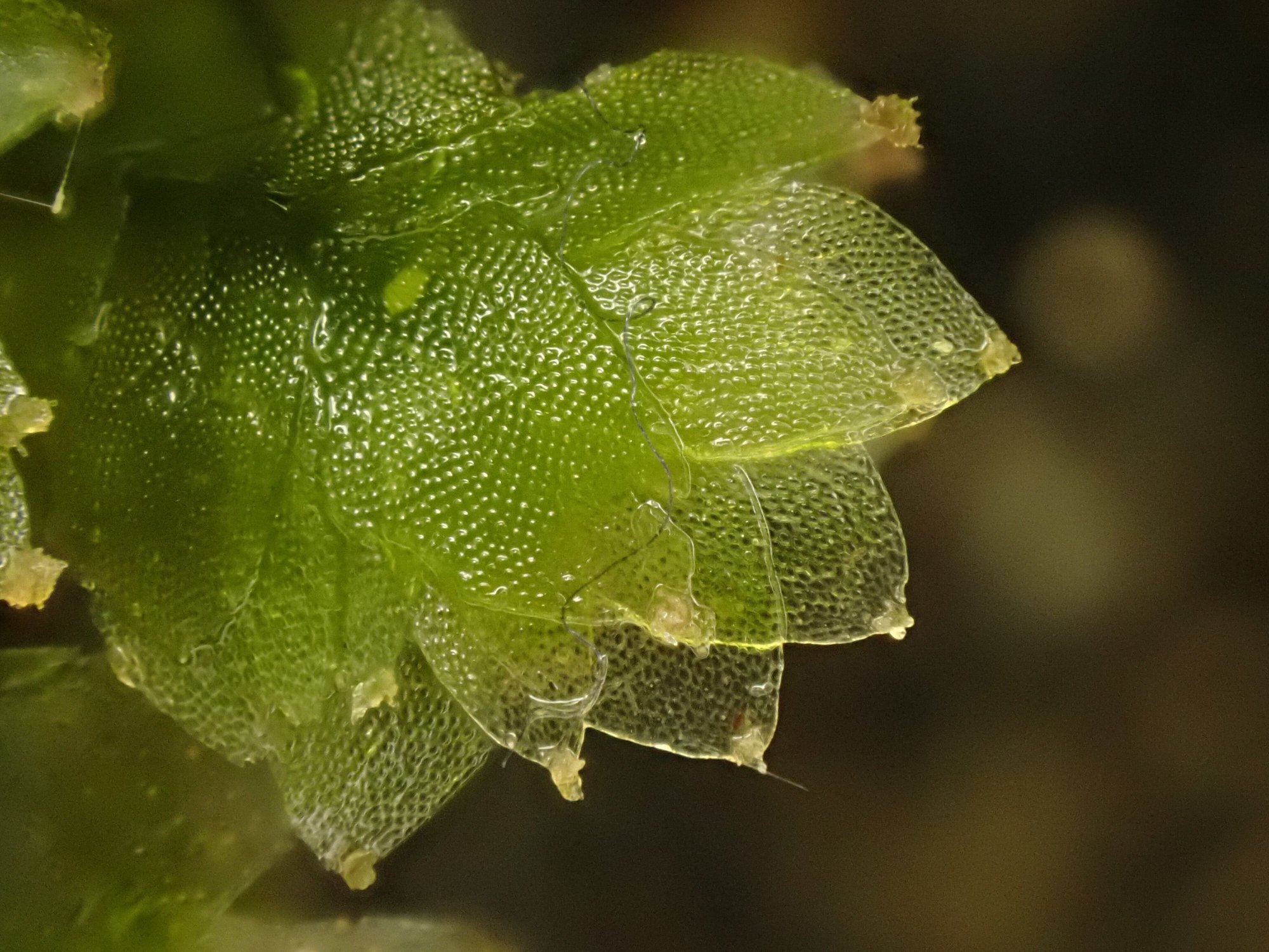 ミドリコケビョウタケ(緑苔鋲茸)Mniaecia jungermanniae きのこびと