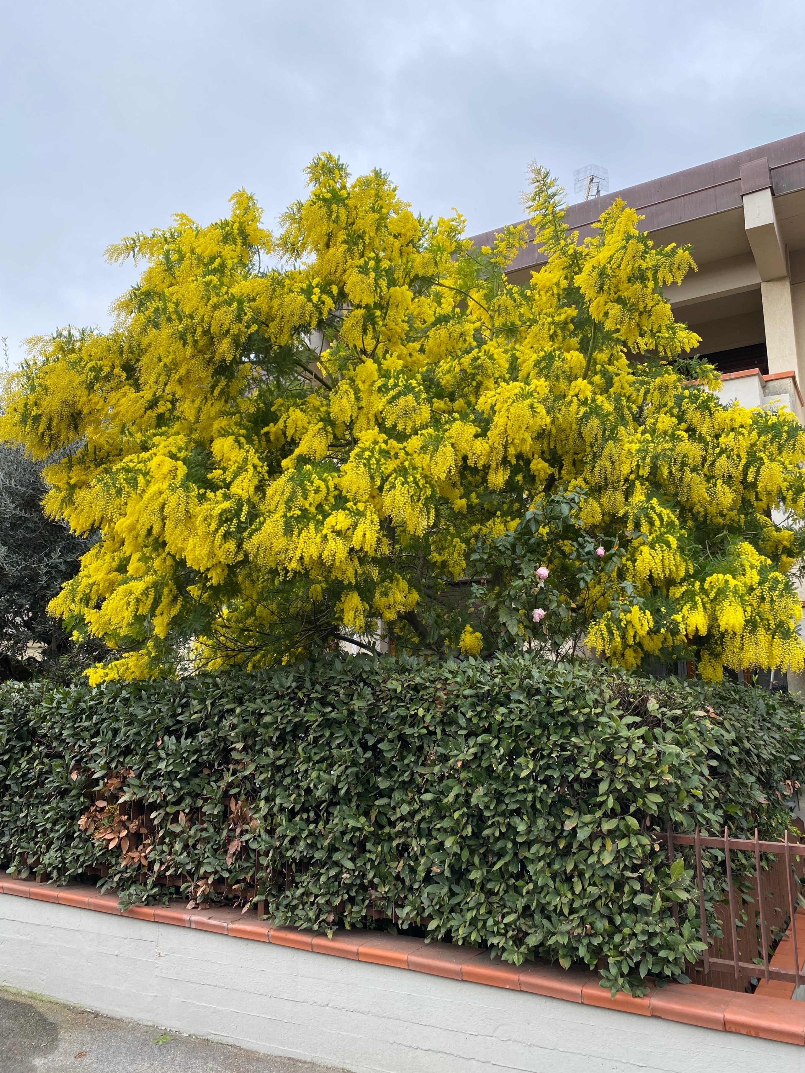 ベッドですごい」イタリア語でなんてぇの？｜Minori