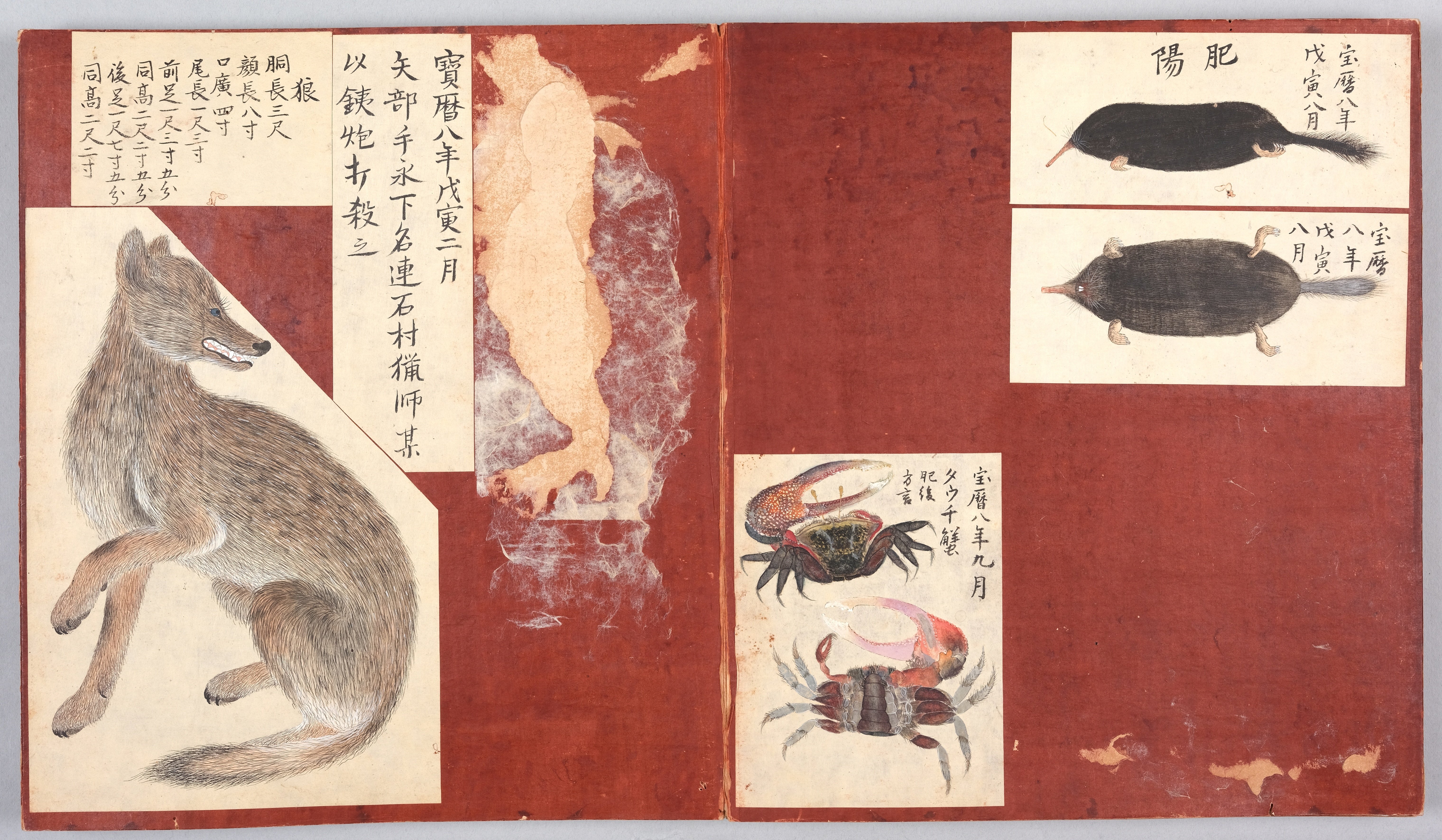江戸時代中期宝暦年間１７５８年頃当時物凄まじい古書残骸虫喰い内容面白い当時物二点 U-kg02244-02.jpg