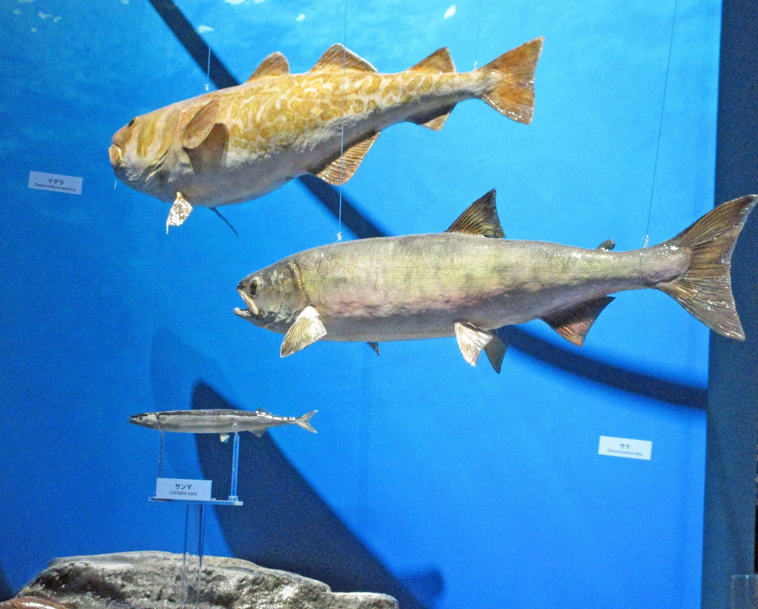 2-5．親潮の生態系：特別展「海 ―生命のみなもと―」見聞録 その09