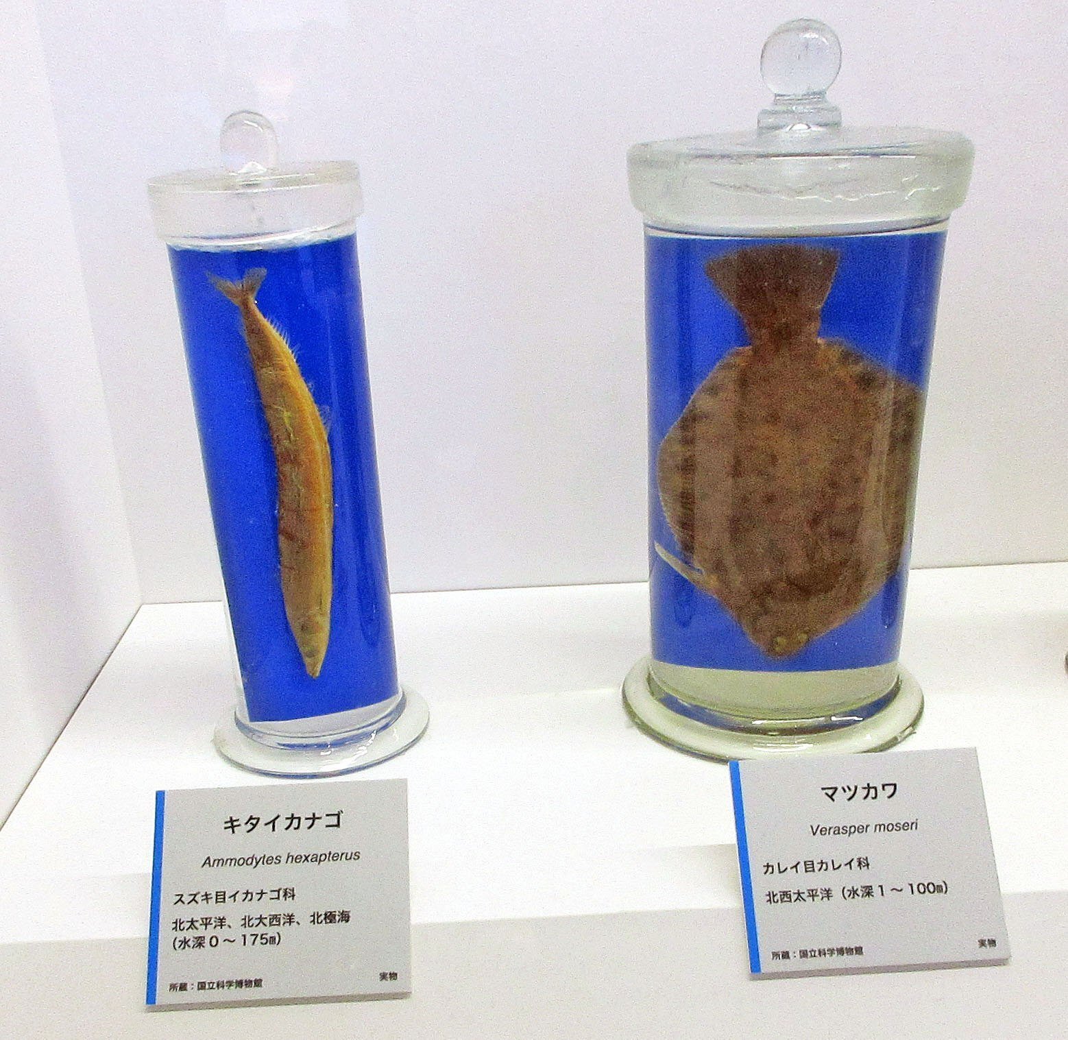 2-5．親潮の生態系：特別展「海 ―生命のみなもと―」見聞録 その09