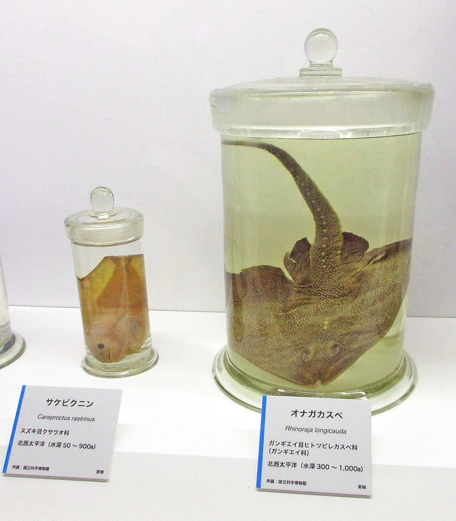 2-5．親潮の生態系：特別展「海 ―生命のみなもと―」見聞録 その09
