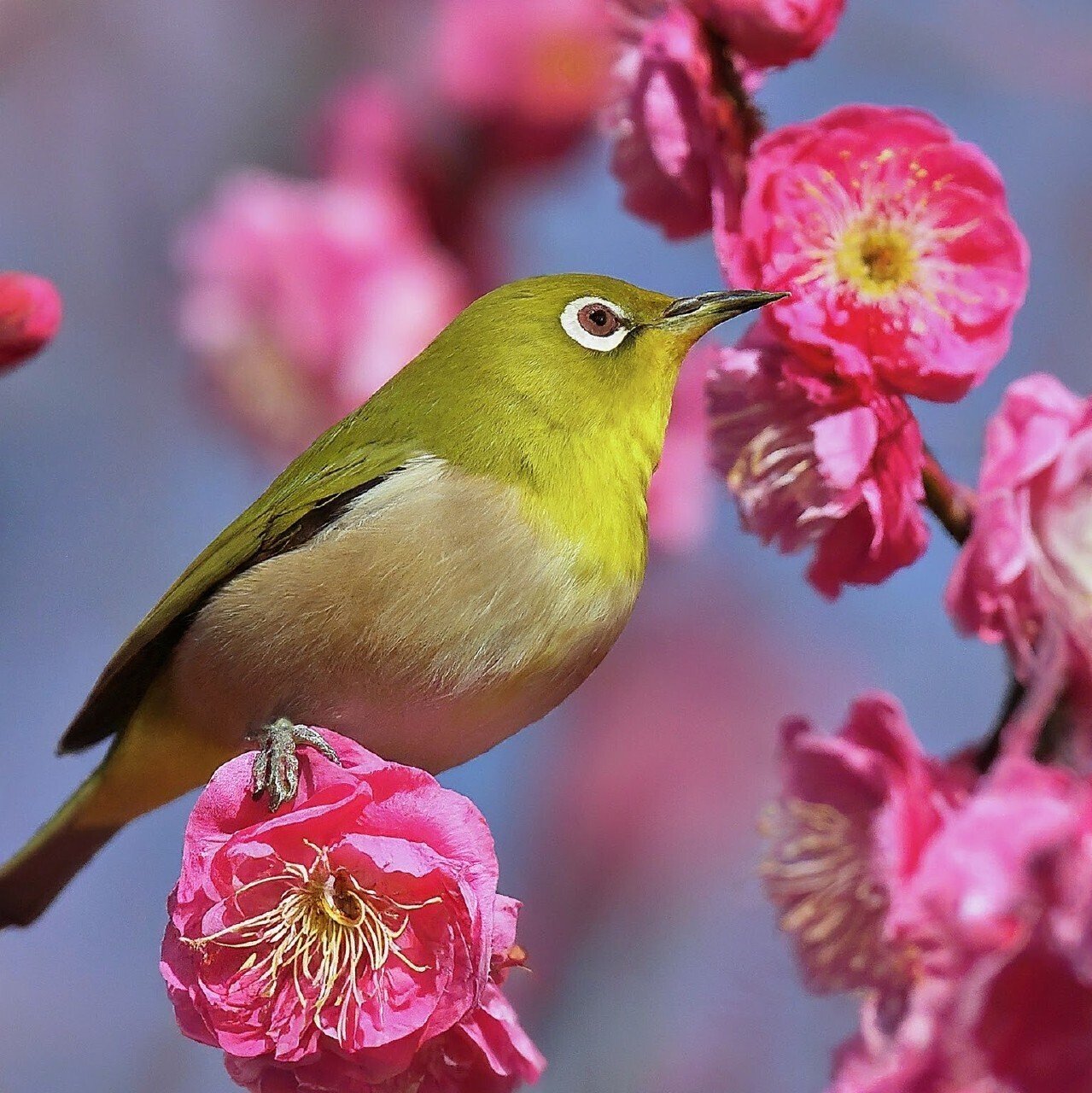 梅の花にメジロ｜画像生成と会話するAIの魅力と可能性