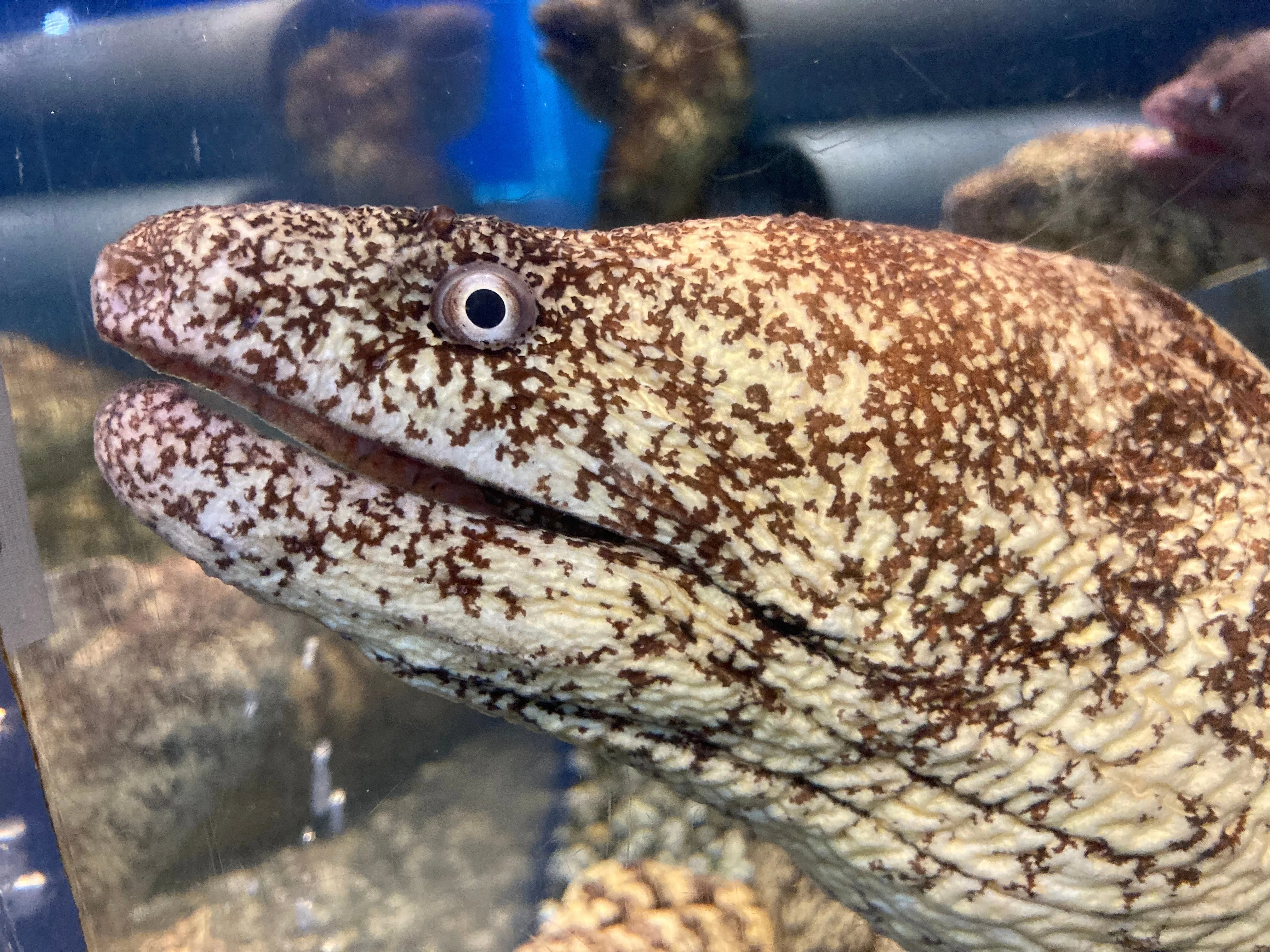 高知名物！ウツボ！！｜桂浜水族館 公式