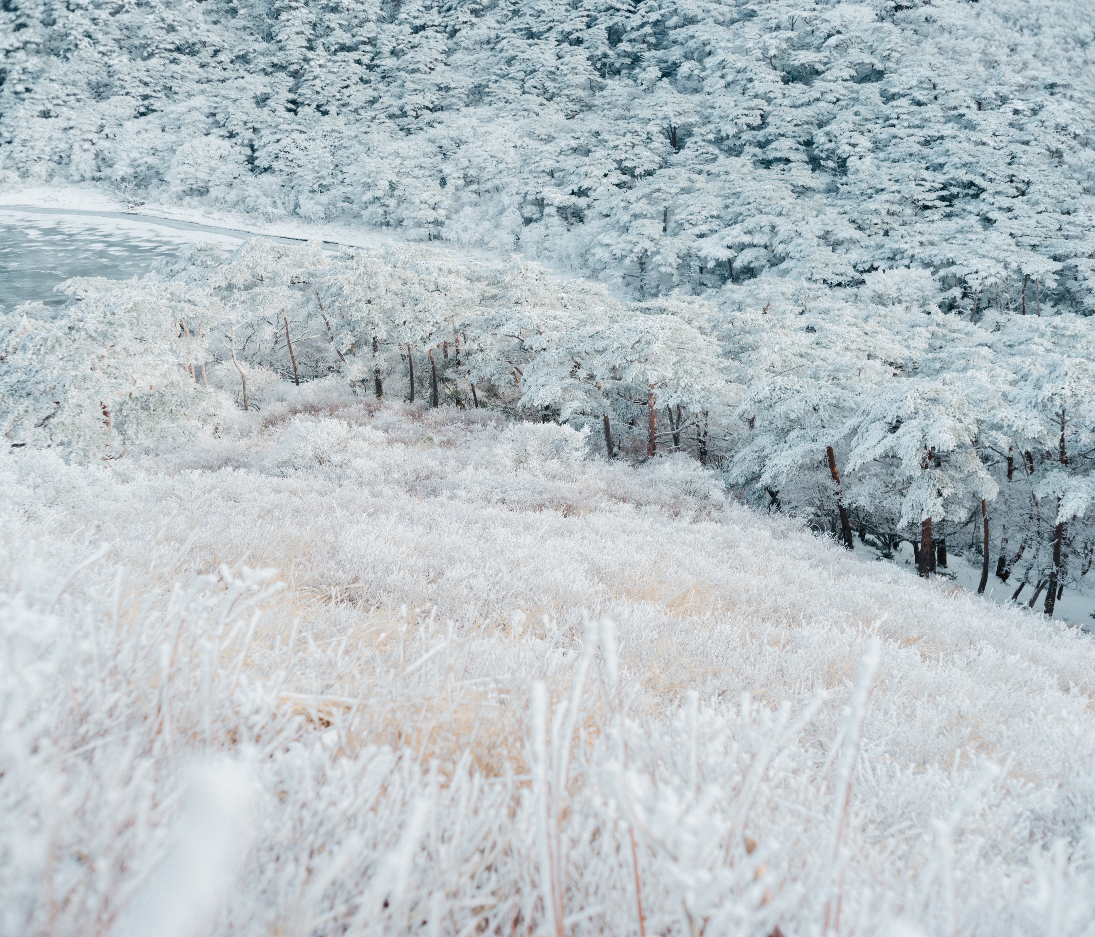 南国雪山散策記【PENTAX67、GFX 50Sⅱ】｜かもめ写真部