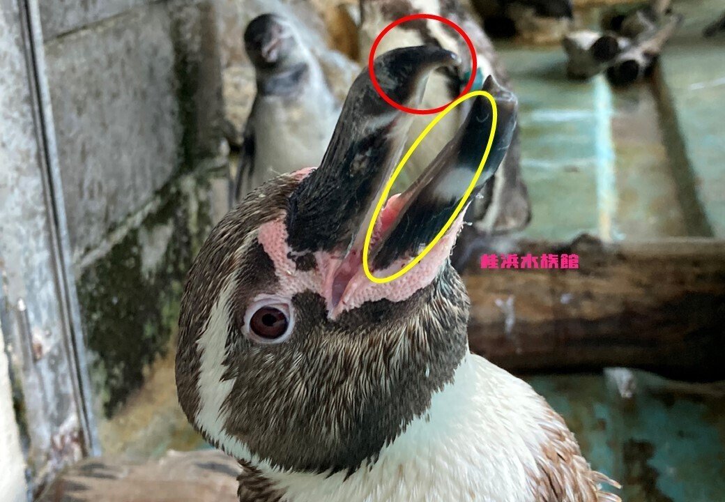 ペンギンって噛むの?痛いの?どーなの?|桂浜水族館 公式 ペンギンって噛むの?痛いの?どーなの?|桂浜水族館 公式