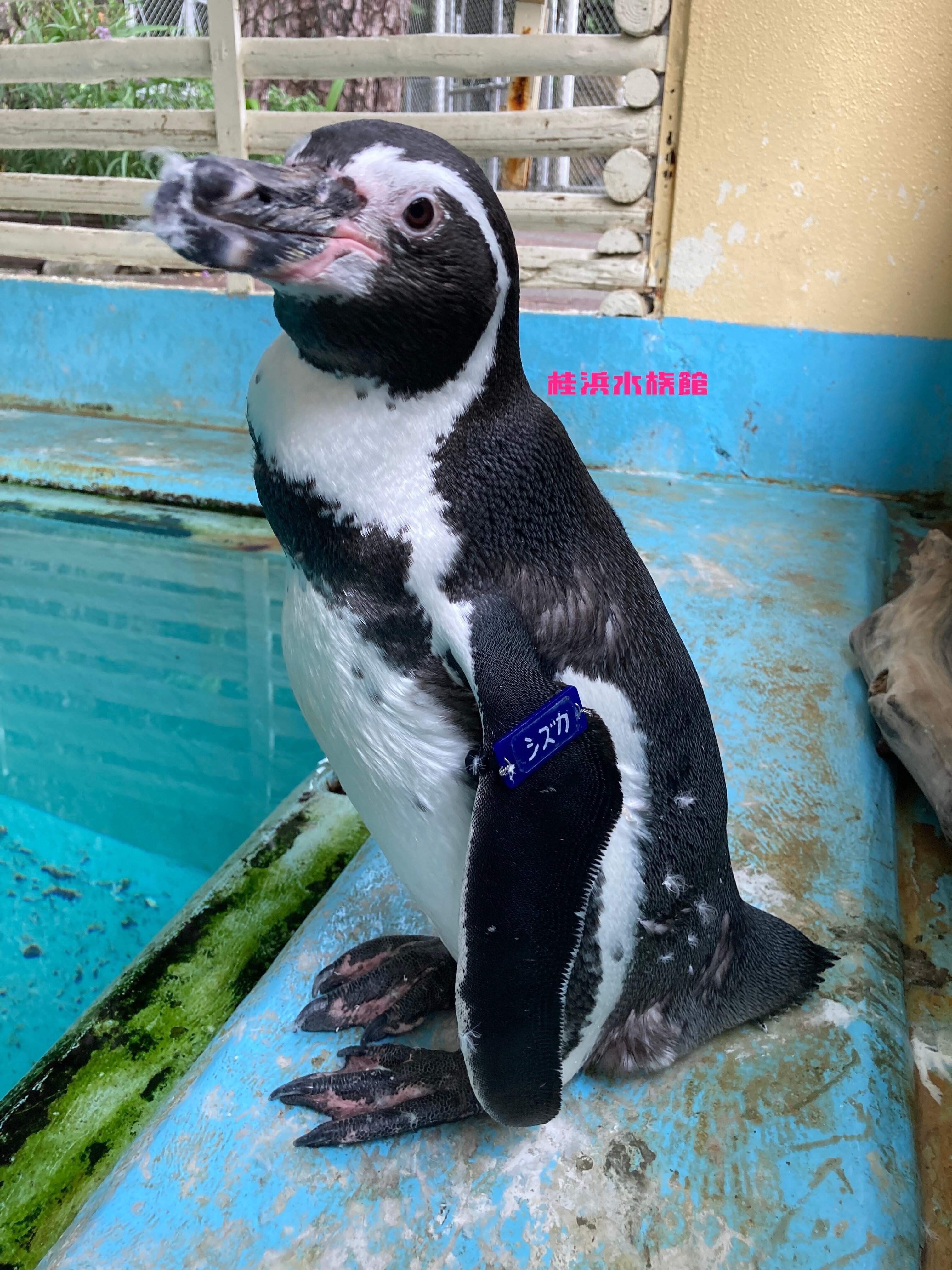 ペンギンって噛むの？痛いの？どーなの？｜桂浜水族館 公式