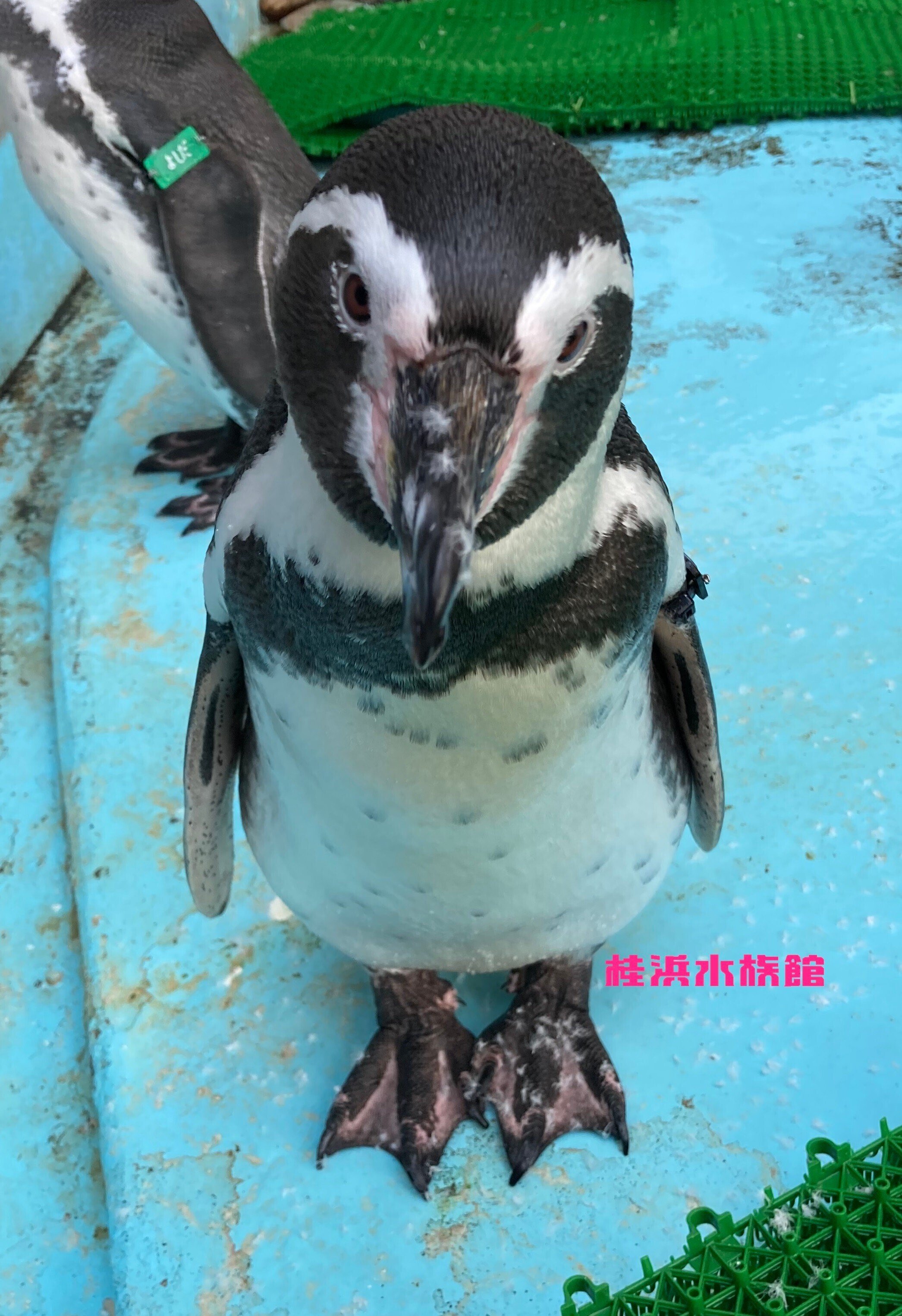 ペンギンって噛むの？痛いの？どーなの？｜桂浜水族館 公式