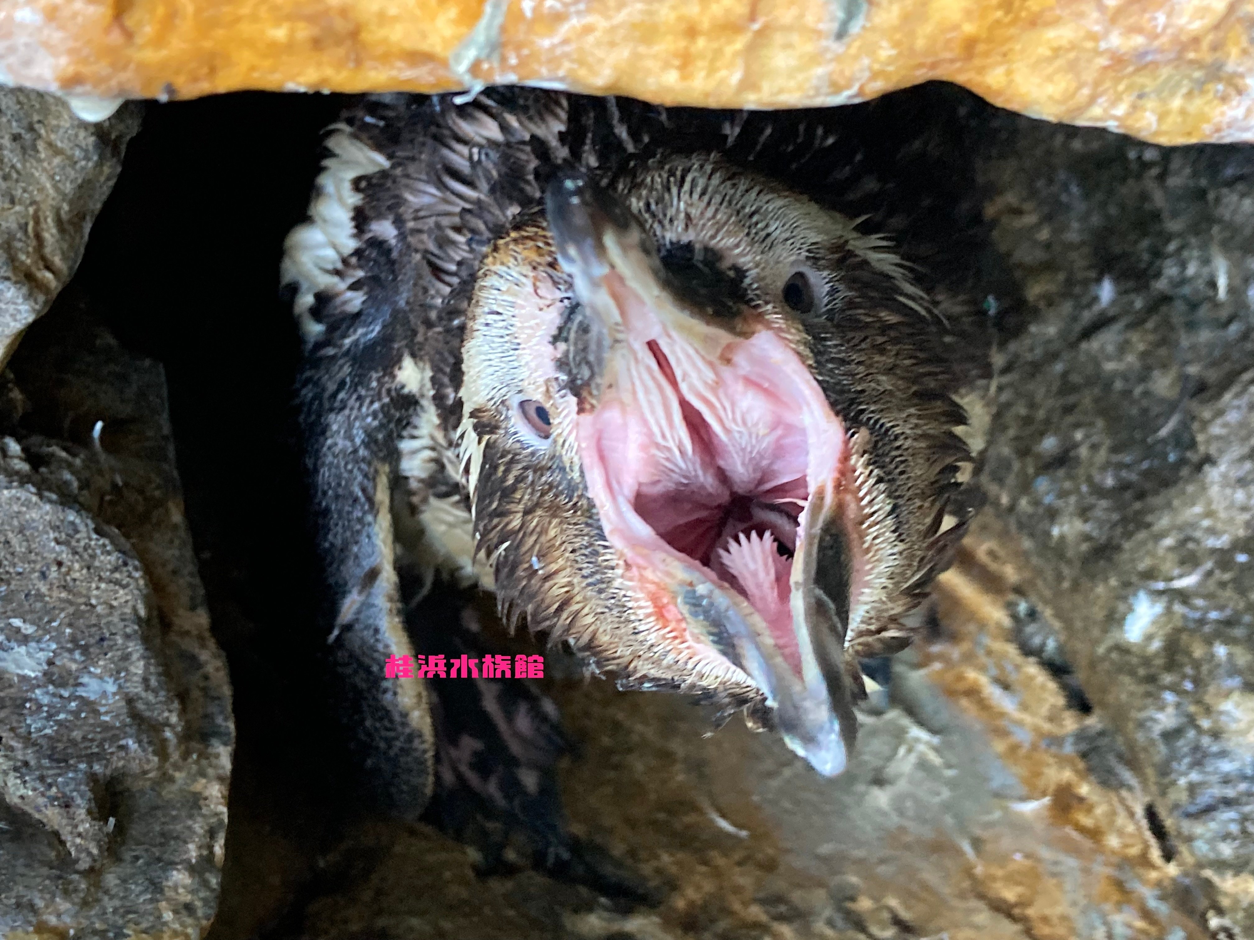 ペンギンって噛むの？痛いの？どーなの？｜桂浜水族館 公式