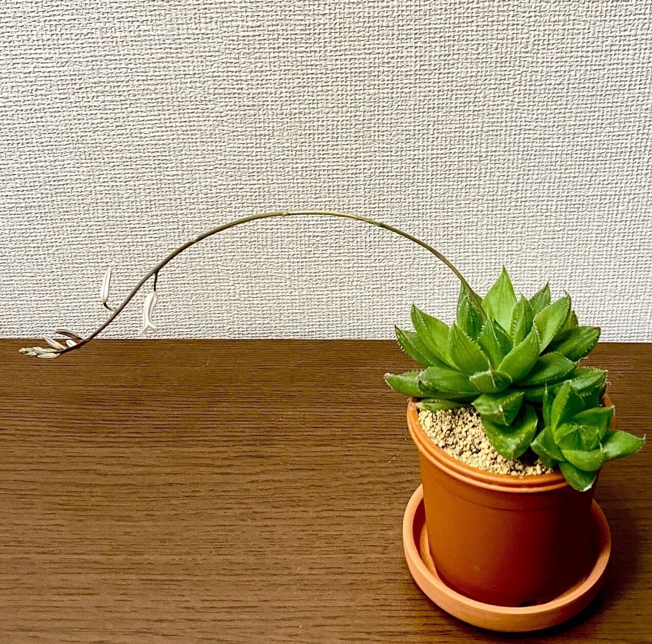 また、ハオルチアをお迎えしちゃいました。｜ハルシア