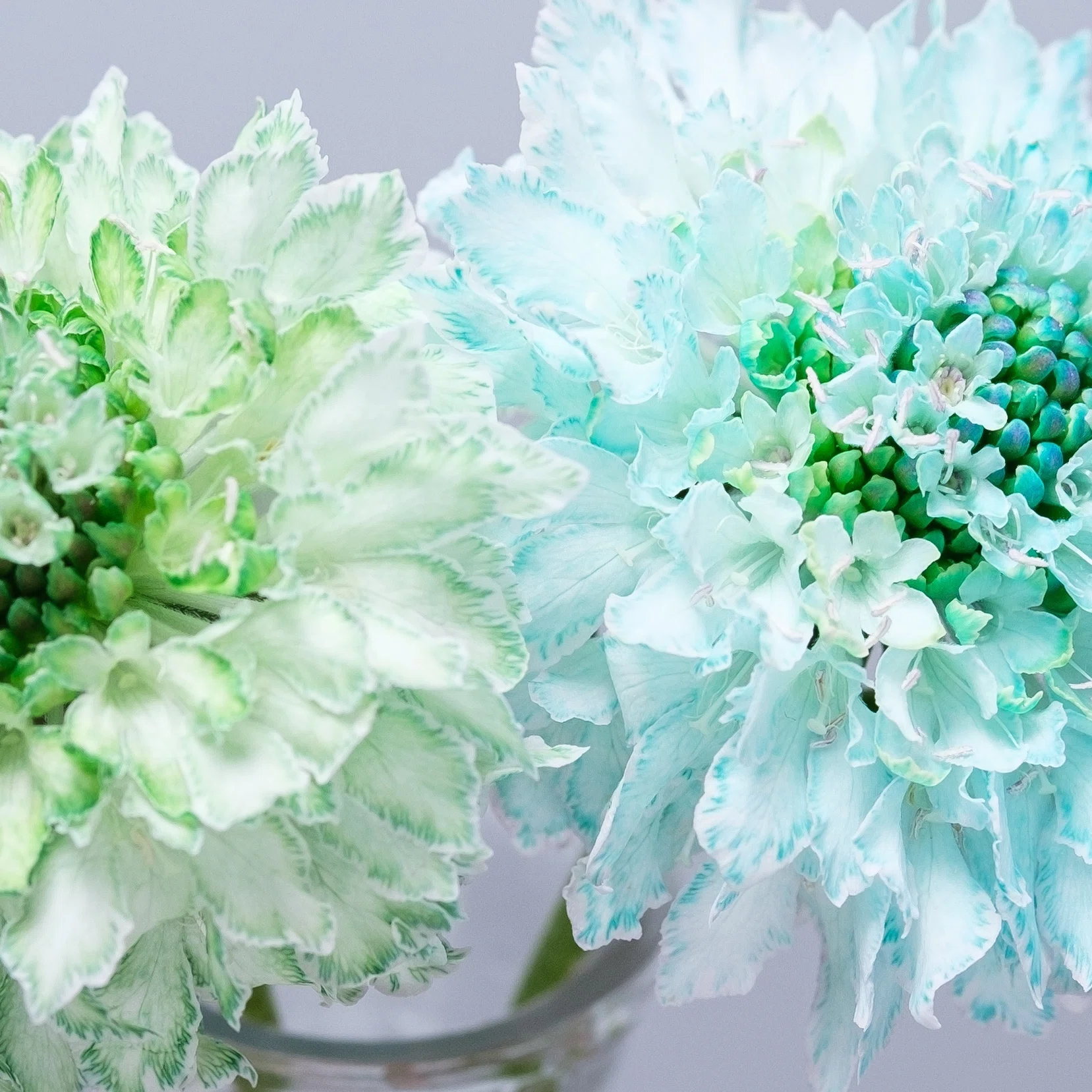 草花 染めの花#030】ブルーとグリーンのスカビオサ｜タキツネ | 花の写真を