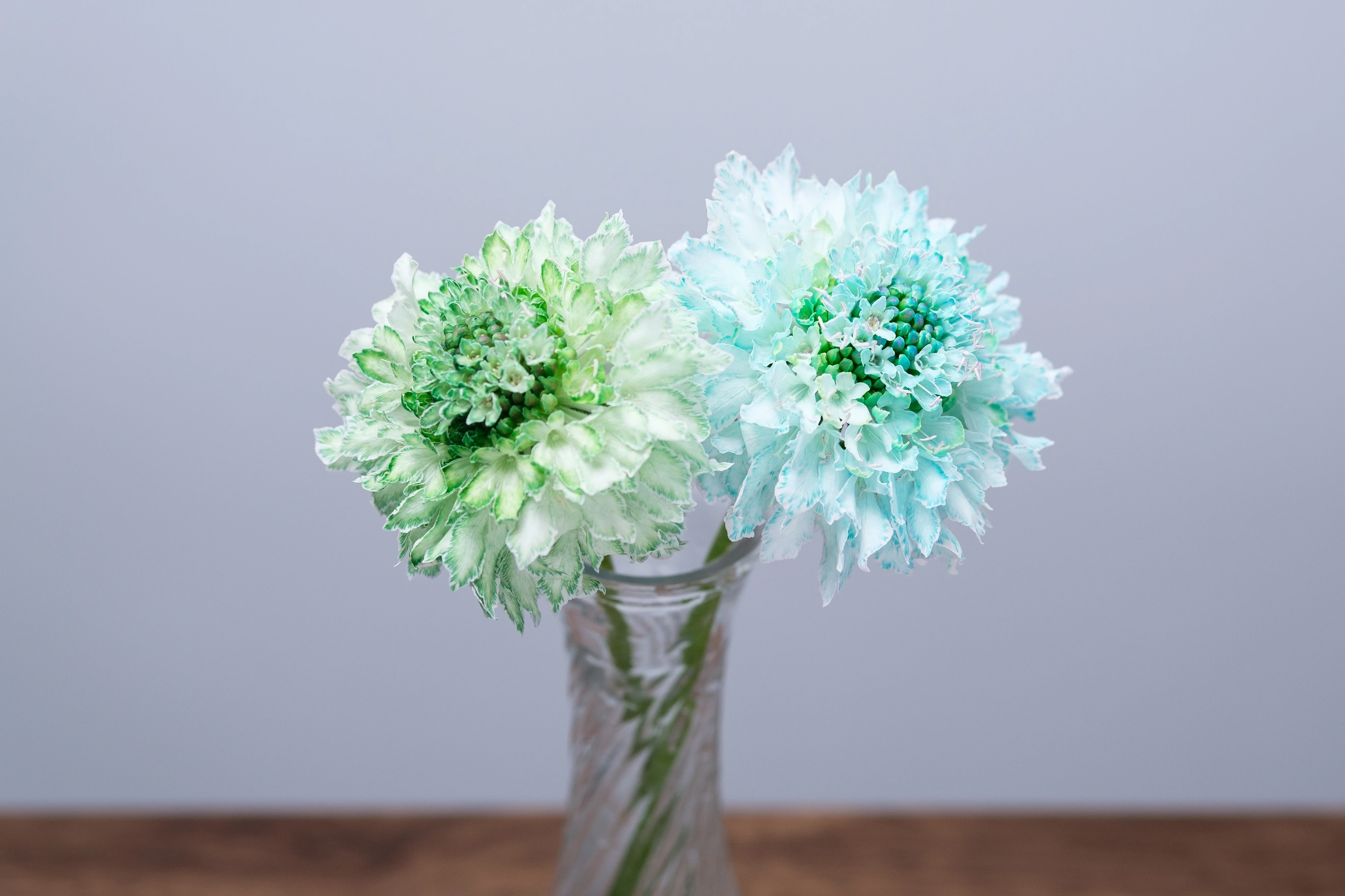染めの花#030】ブルーとグリーンのスカビオサ｜タキツネ | 花の写真を