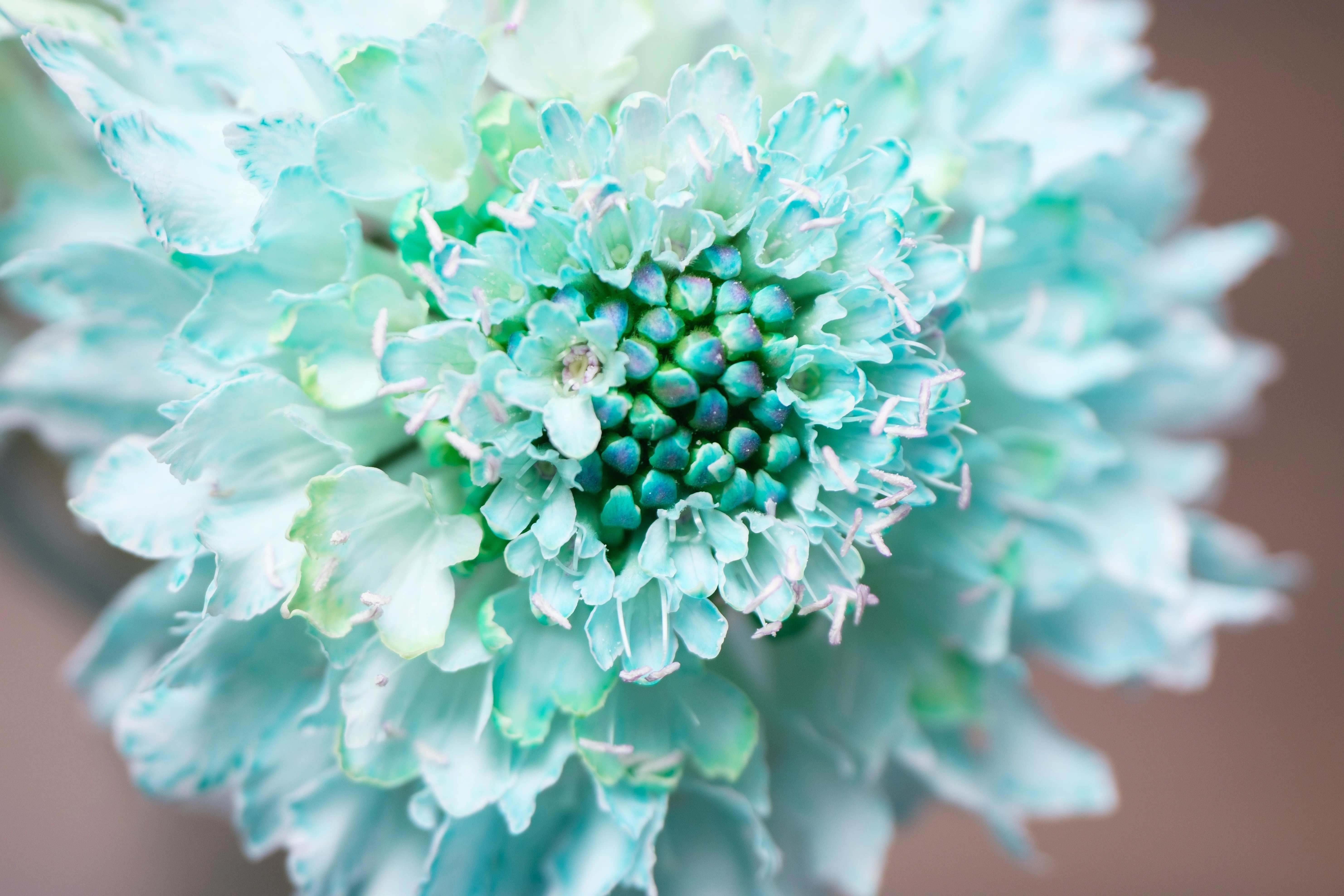 染めの花#030】ブルーとグリーンのスカビオサ｜タキツネ | 花の写真を