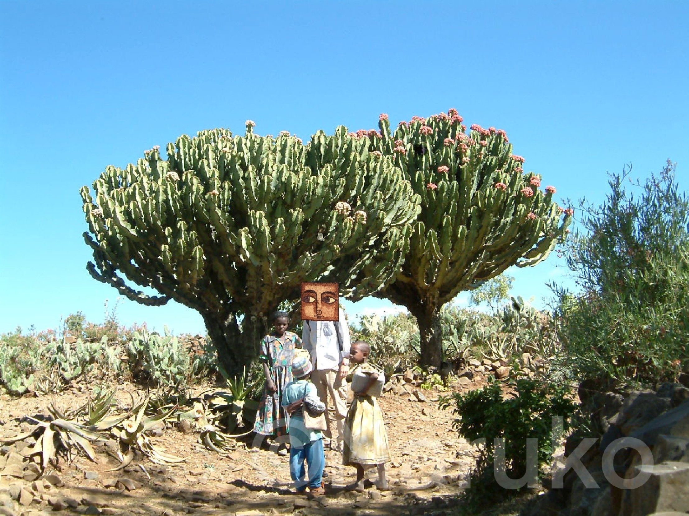 ユーフォルビア・アビシニカ Euphorbia abyssinica｜成子正（NARUKO Masa）
