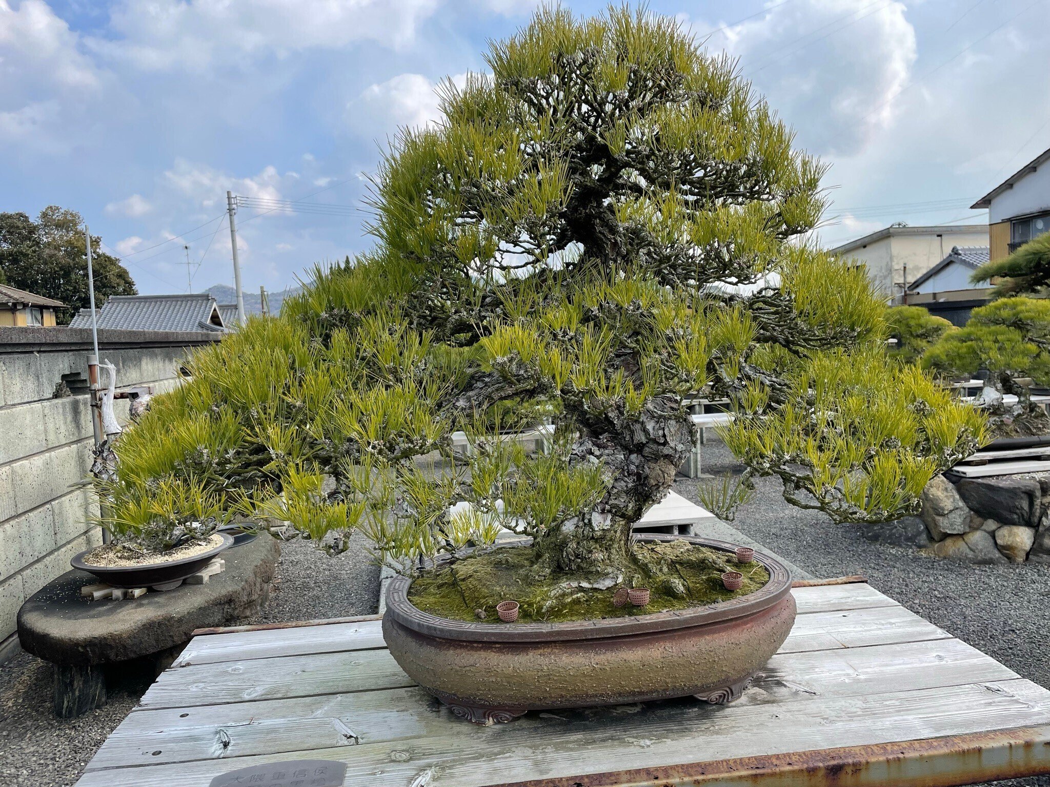 香川で讃岐うどんと高松盆栽を堪能 ～高松盆栽編～｜駒瀬元洋 | 経営者